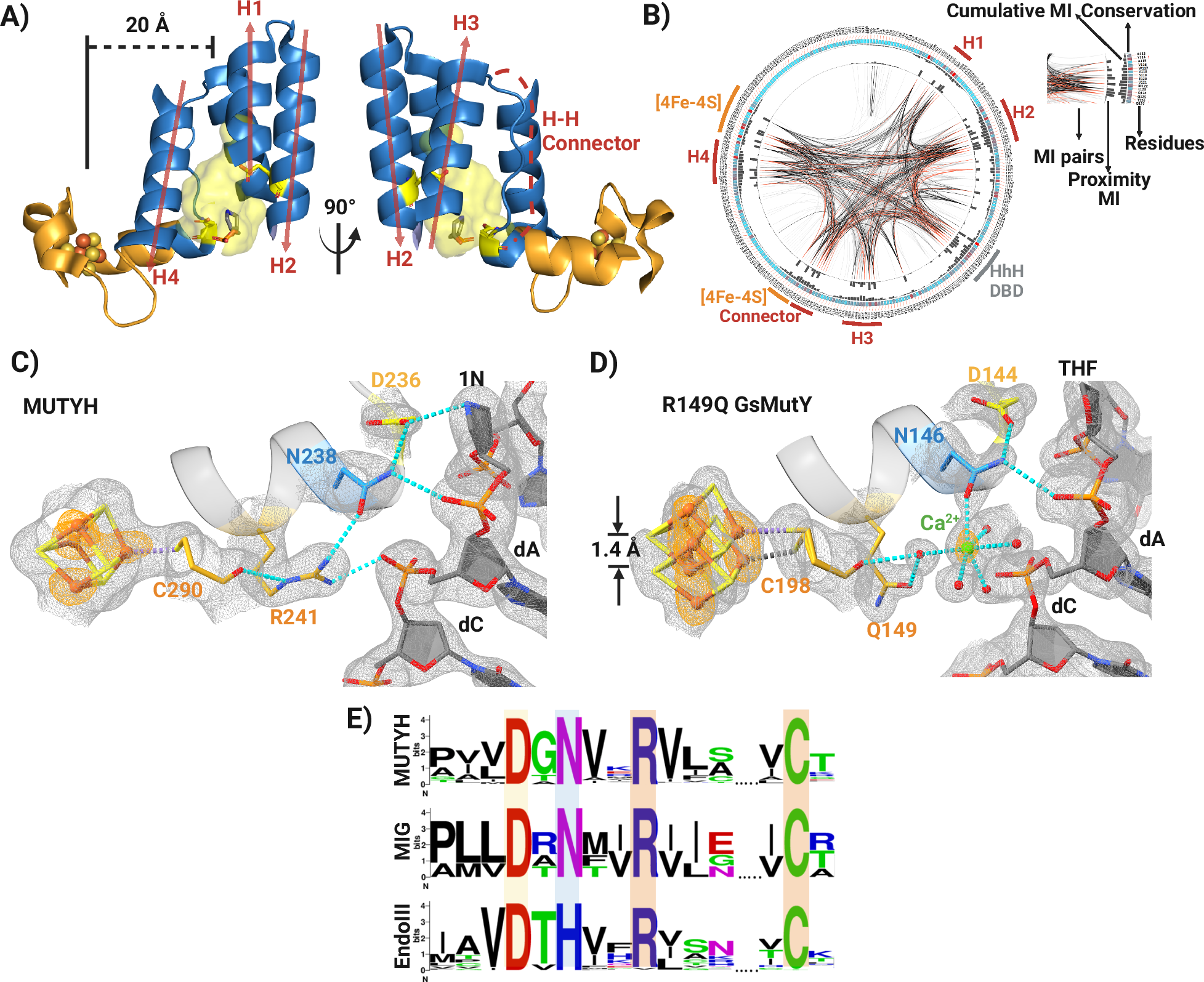 Fig. 2: Structural interplay between the [4Fe-4S] cluster and active site.