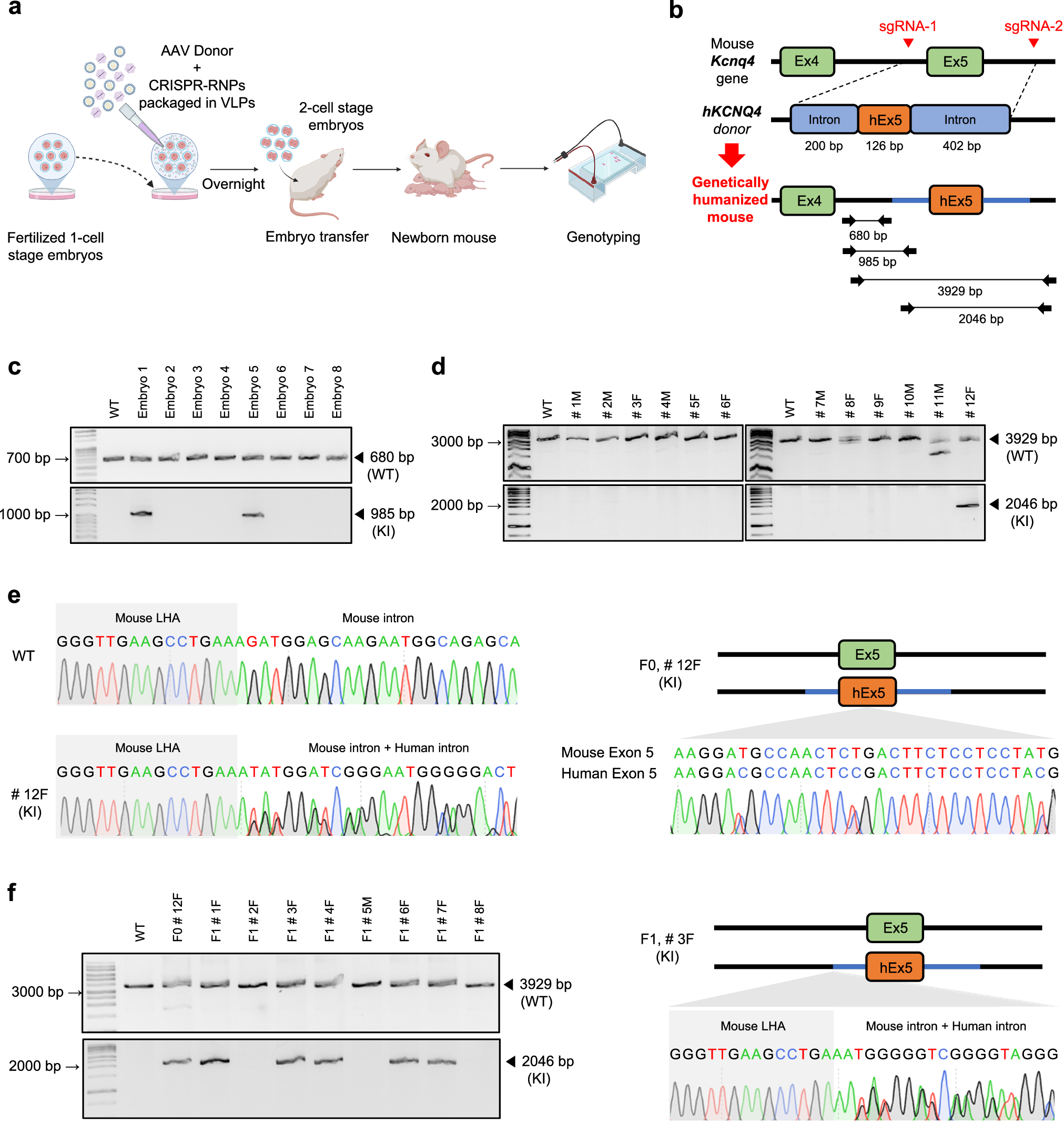 Fig. 5: HDR-mediated knock-in via the CRISPR-VIM method with SpCas9/sgRNA packaged in VLPs.