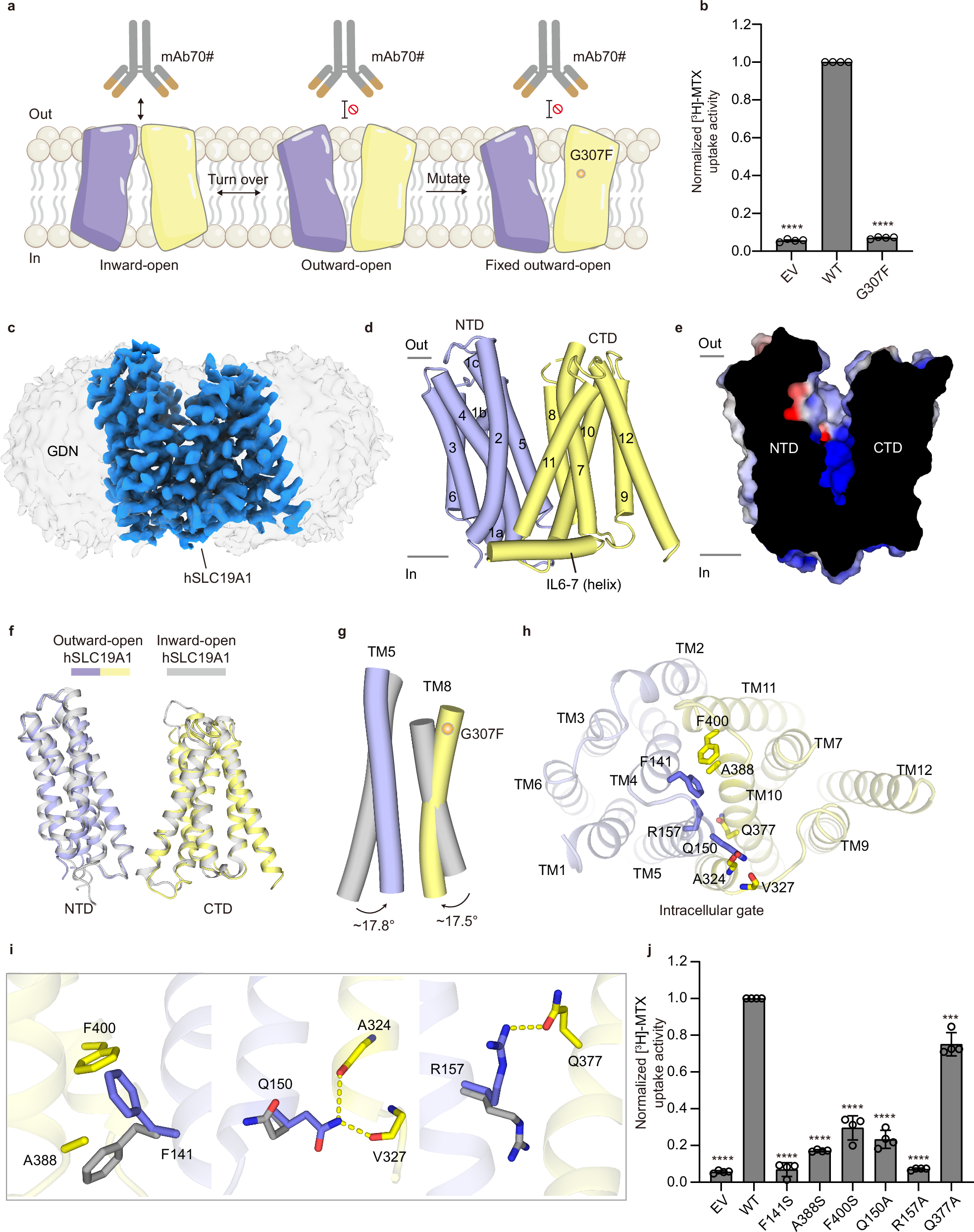 SLC19A1によるCDN、葉酸、抗葉酸の輸送メカニズムを解明(Scientists Unveil Complete Mechanism of SLC19A1 Transporting CDNs, Folates, and Antifolates) SLC19A1によるCDN、葉酸、抗葉酸の輸送メカニズムを解明(Scientists Unveil Complete Mechanism of SLC19A1 Transporting CDNs, Folates, and Antifolates)