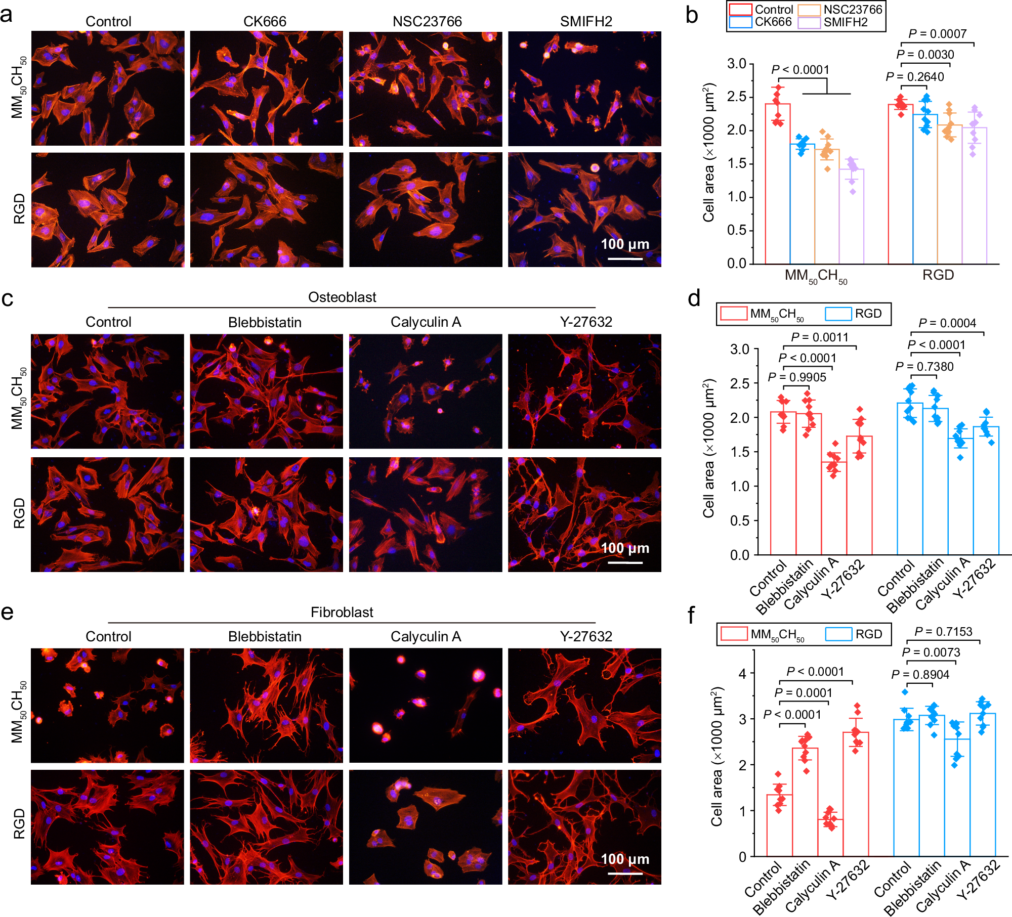 Fig. 5: Cell adhesion behavior analysis on human primary osteoblasts and human primary fibroblasts using small-molecule inhibitors.