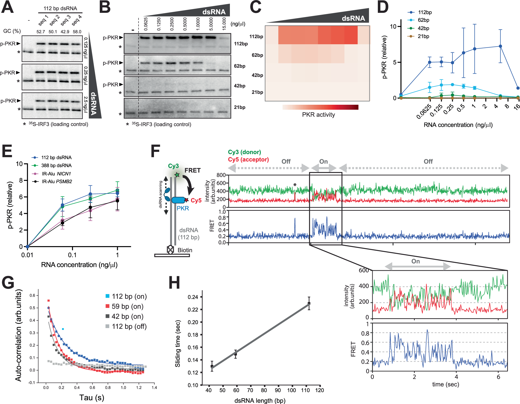 Fig. 3: PKR scans along dsRNA, resulting in dsRNA length-dependent activity.