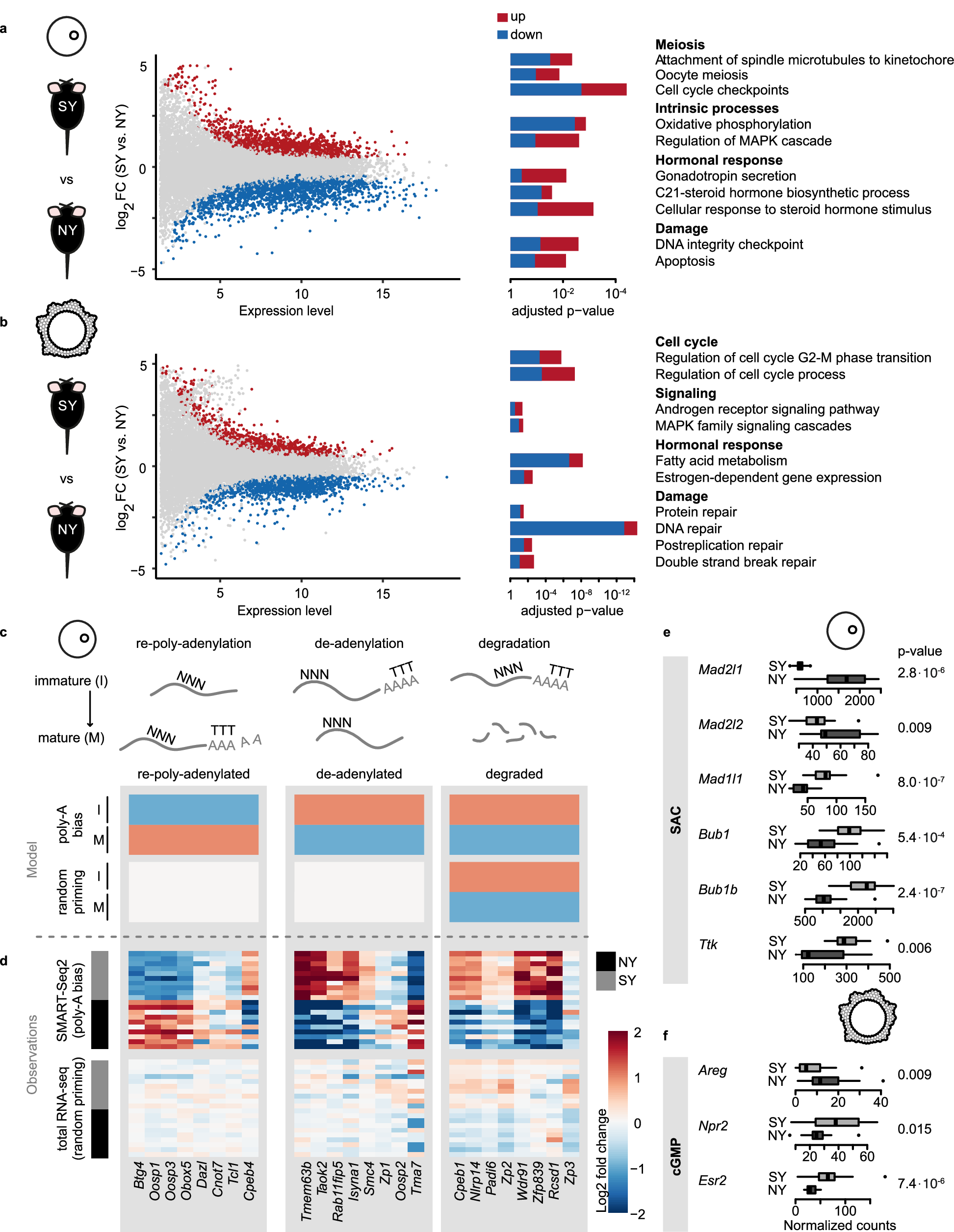 Fig. 2: Superovulation disrupts the expression of genes involved in oocyte maturation.