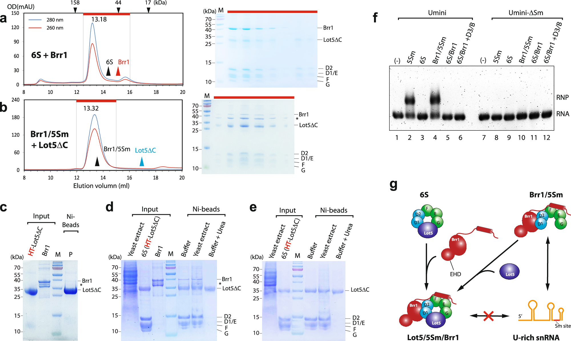 Fig. 6: Formation of the Lot5/5Sm/Brr1 complex which inhibits snRNA binding.