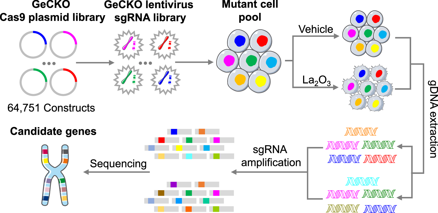 Fig. 1: Workflow of genome-scale CRISPR knockout (GeCKO) screens in THP-1 cells.
