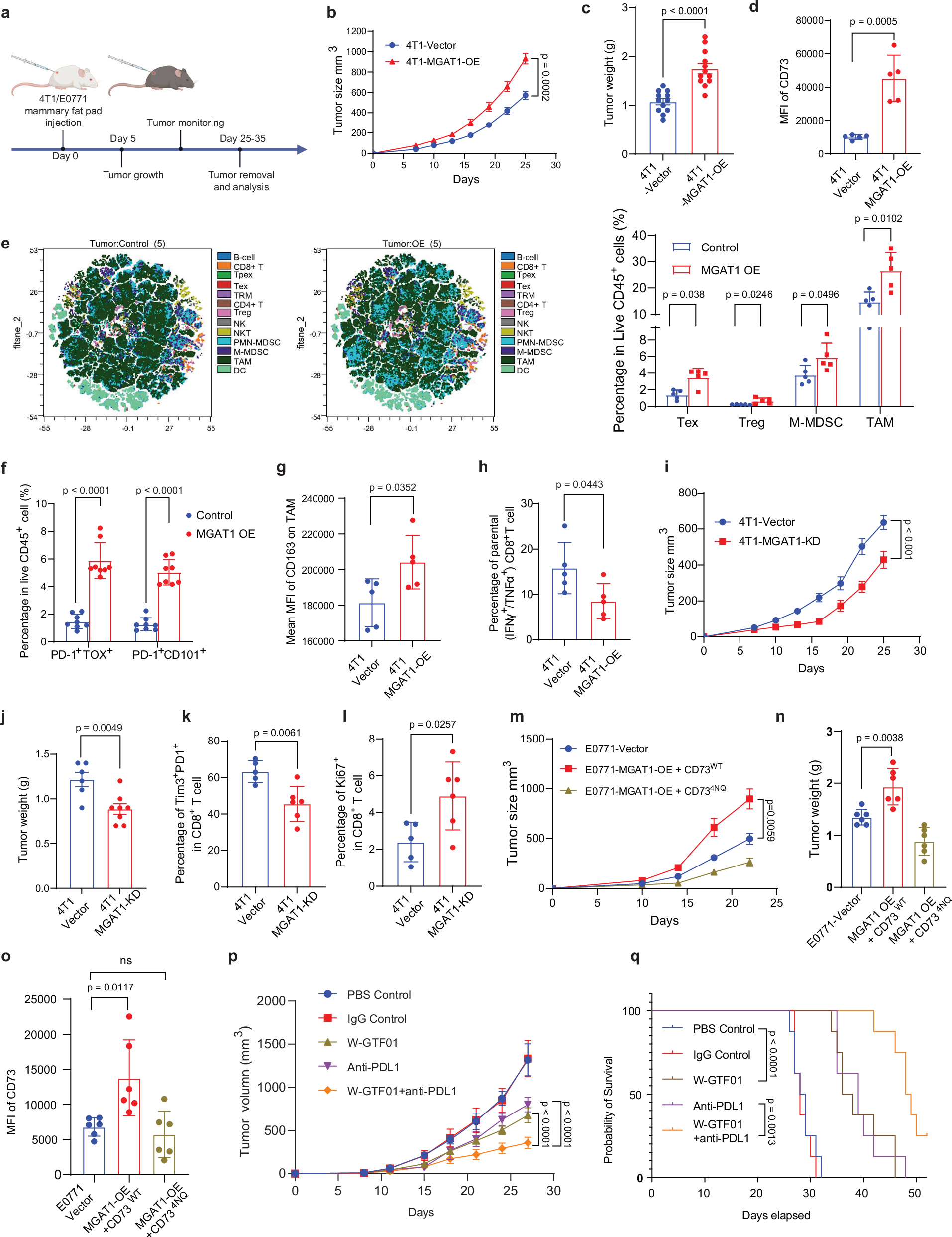 Fig. 7: MGAT1-mediated glycosylation of CD73 orchestrates tumor immune evasion in vivo.