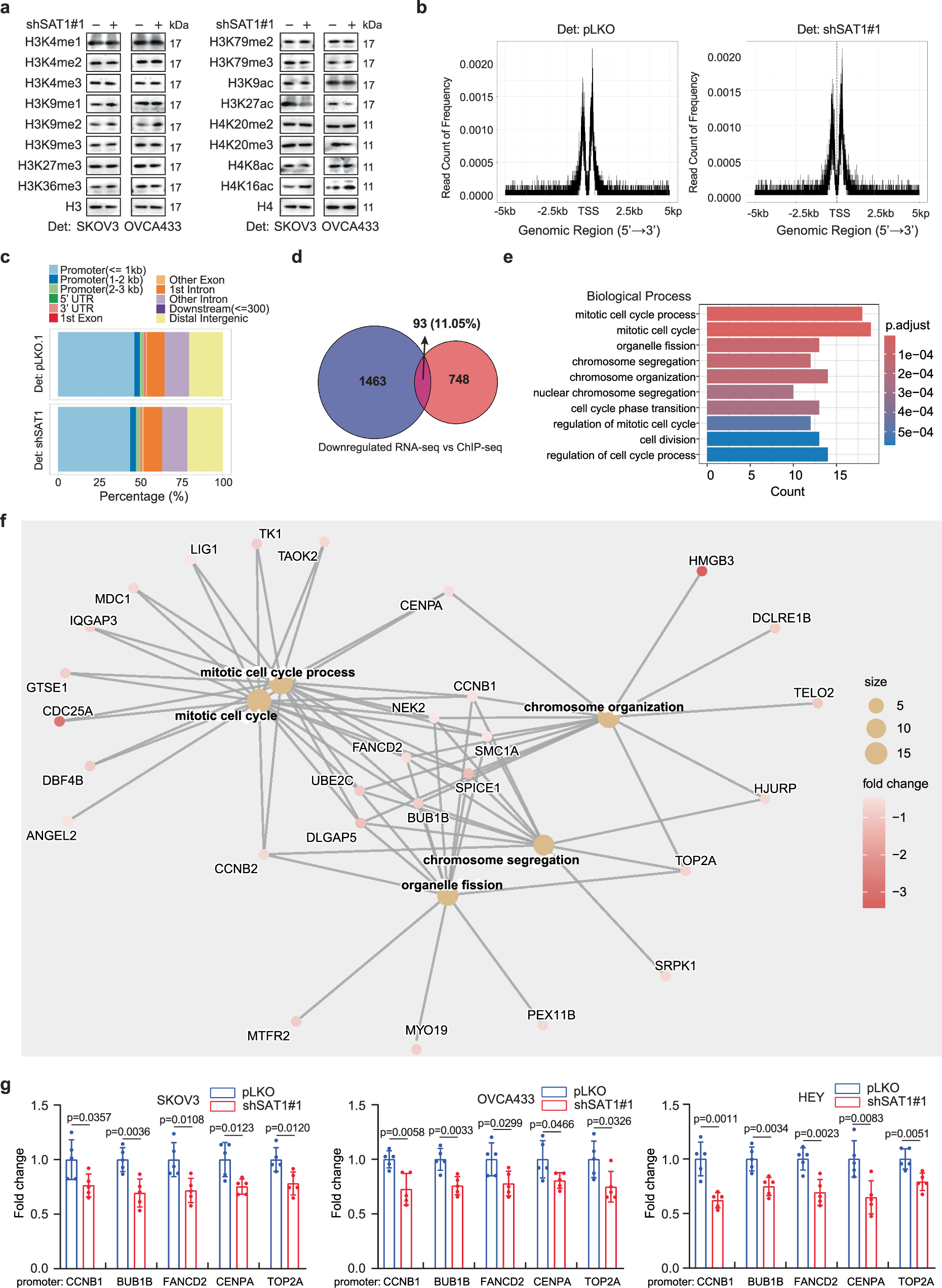 Fig. 4: SAT1 depletion reduced H3K27ac in mitosis-regulating genes.