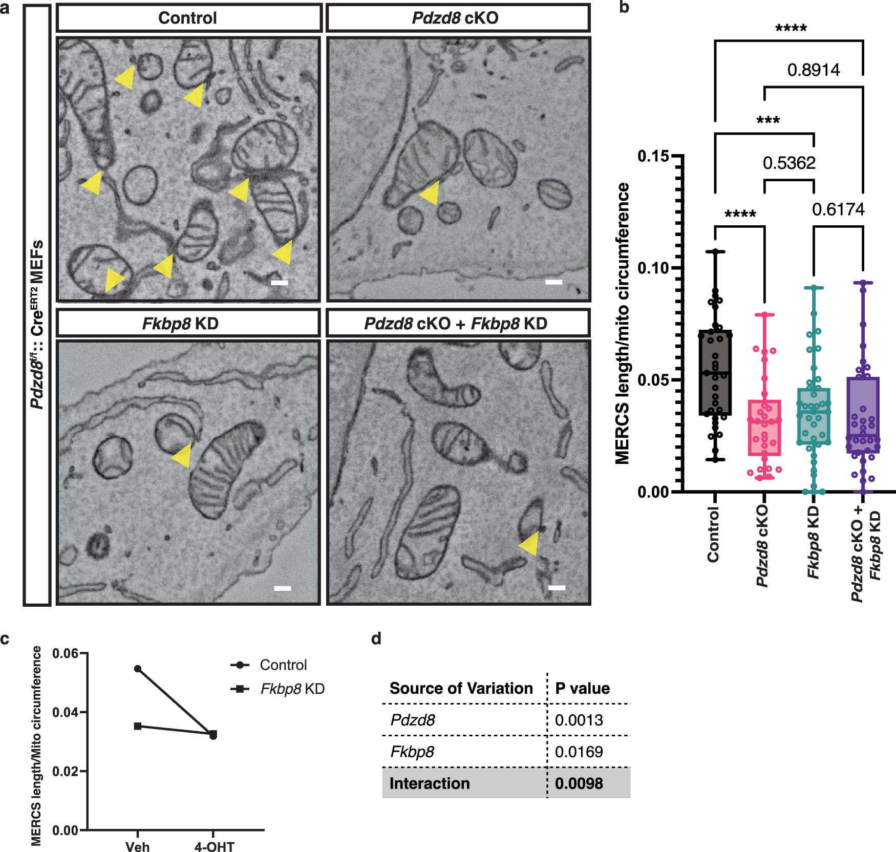 Fig. 4: PDZD8 and FKBP8 tether the ER and mitochondria cooperatively.