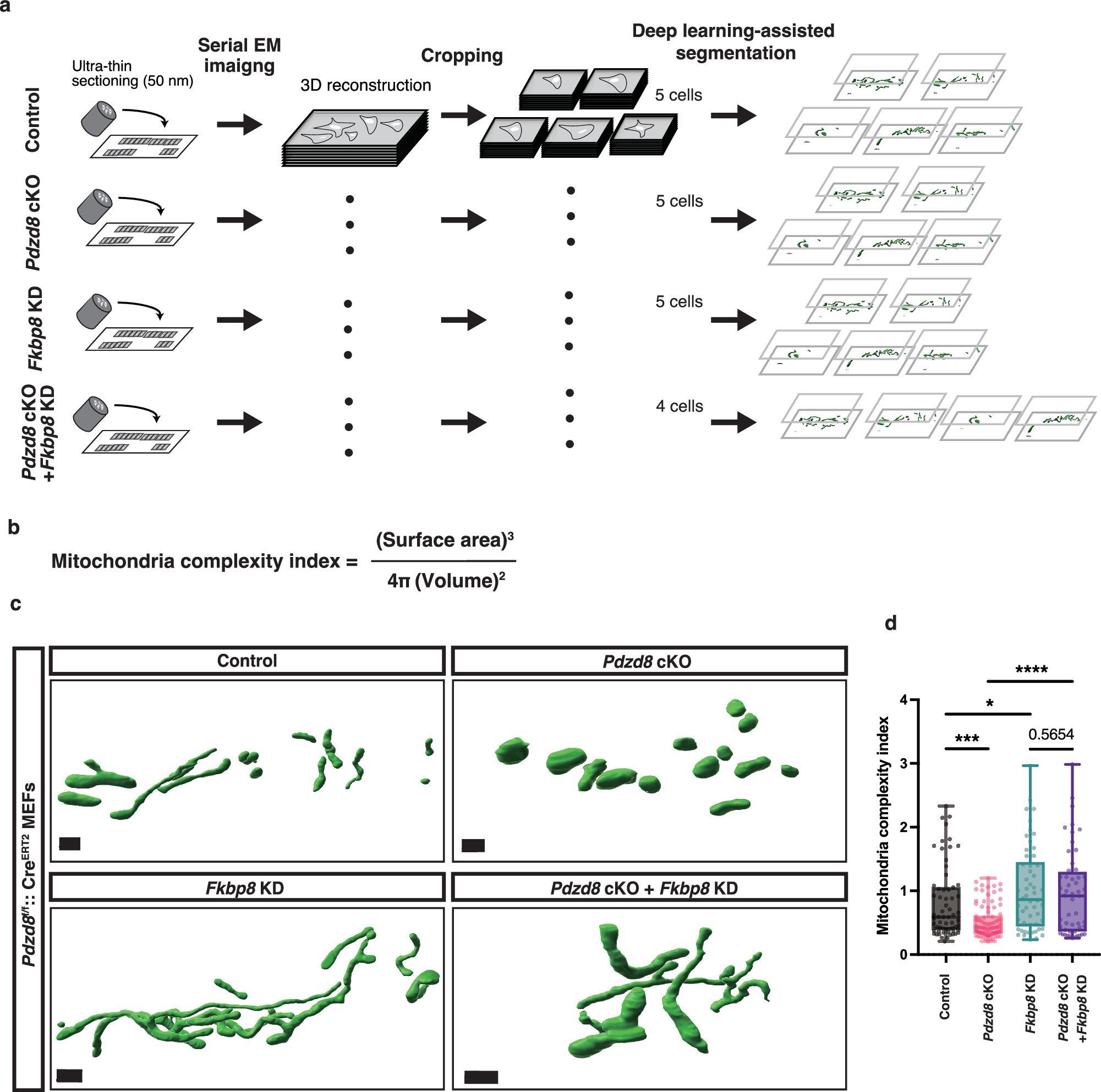 Fig. 8: Volume EM analysis revealed that PDZD8 promotes mitochondrial complexity by inhibiting FKBP8.