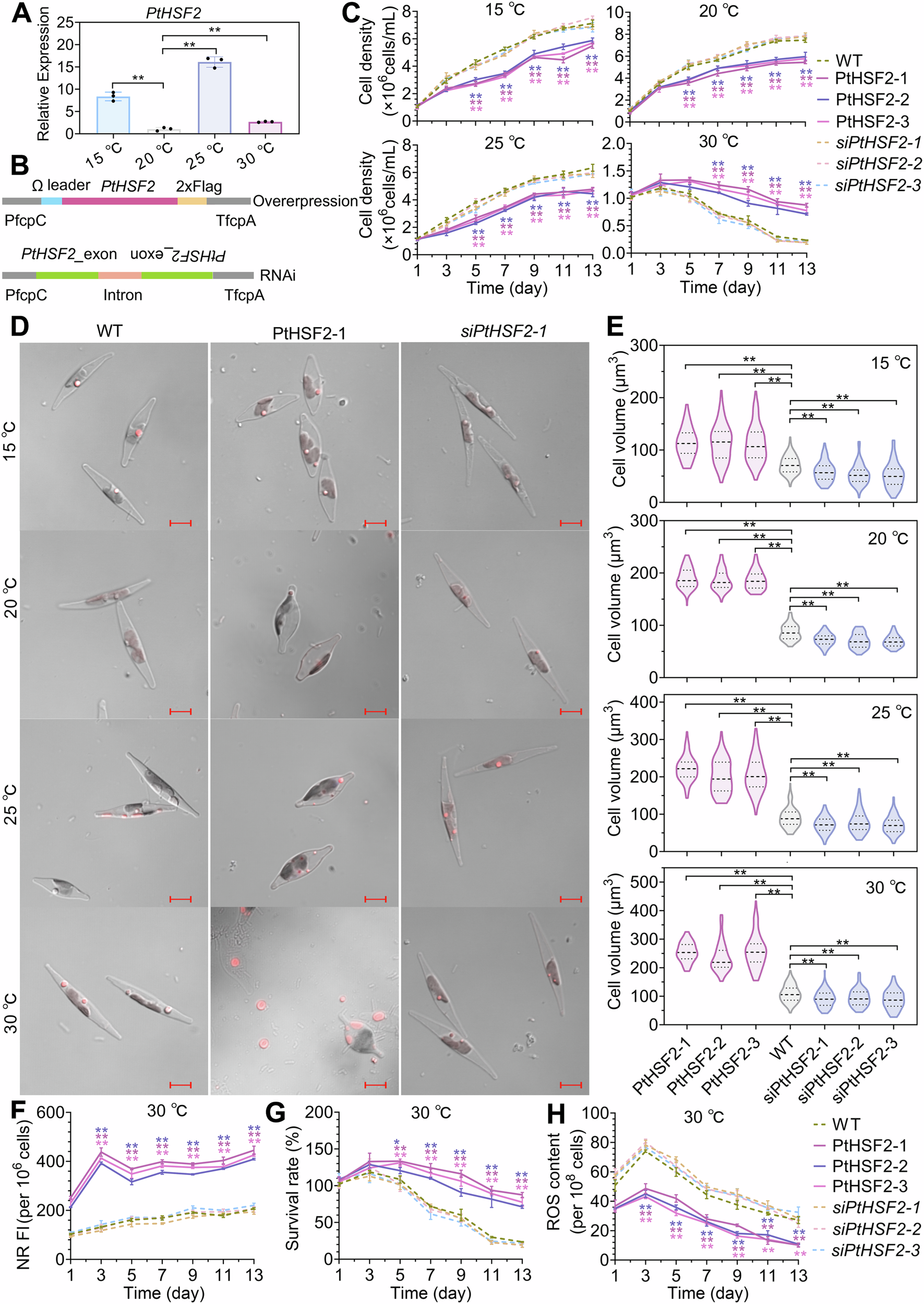 Heat shock transcription factor-mediated thermal tolerance and cell size  plasticity in marine diatoms | Nature Communications