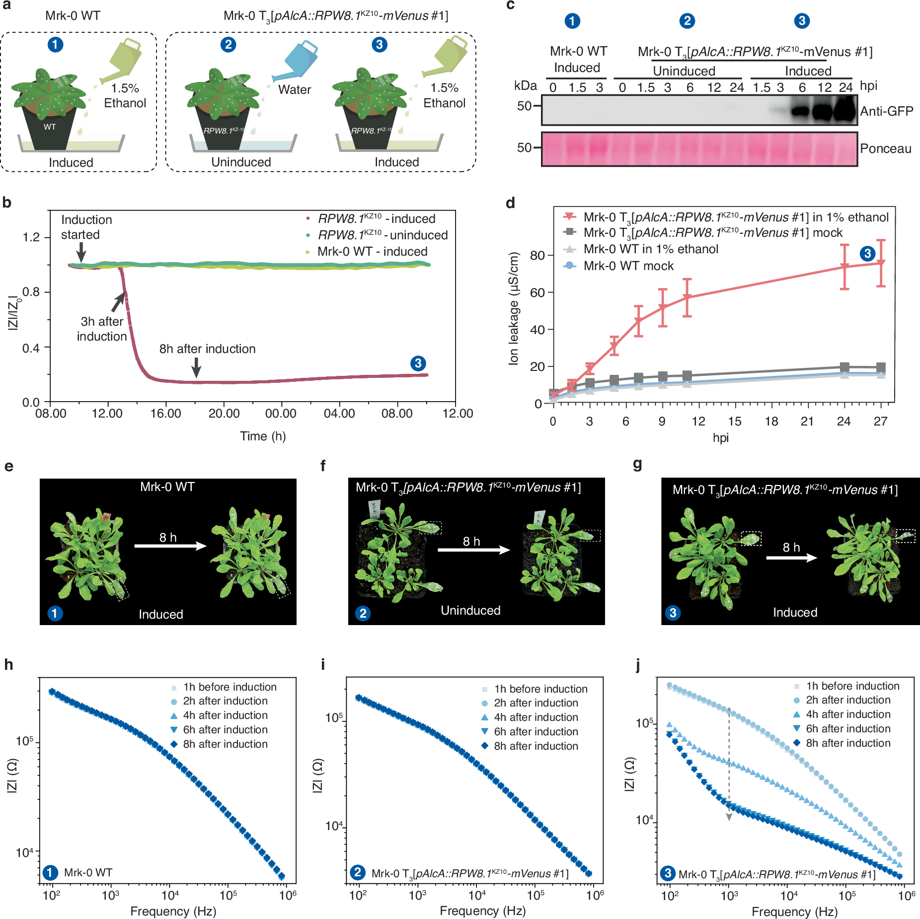 Fig. 5: Transgenic A. thaliana autoimmune response monitoring using plant e-tattoo.