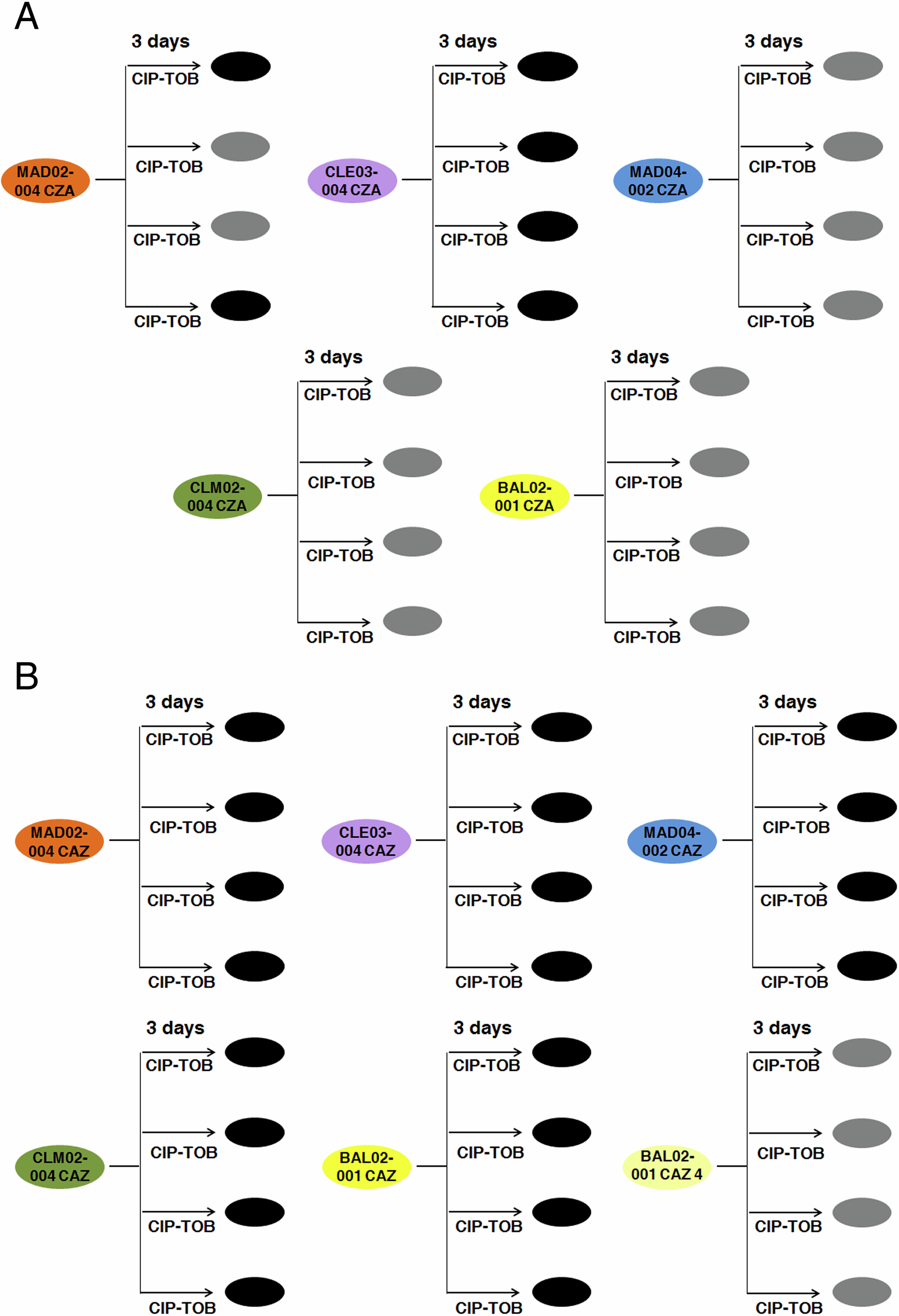 Fig. 5: Diagram showing the combination of ciprofloxacin-tobramycin to drive different ceftazidime-avibactam and ceftazidime resistant clinical strains of P. aeruginosa to extinction.