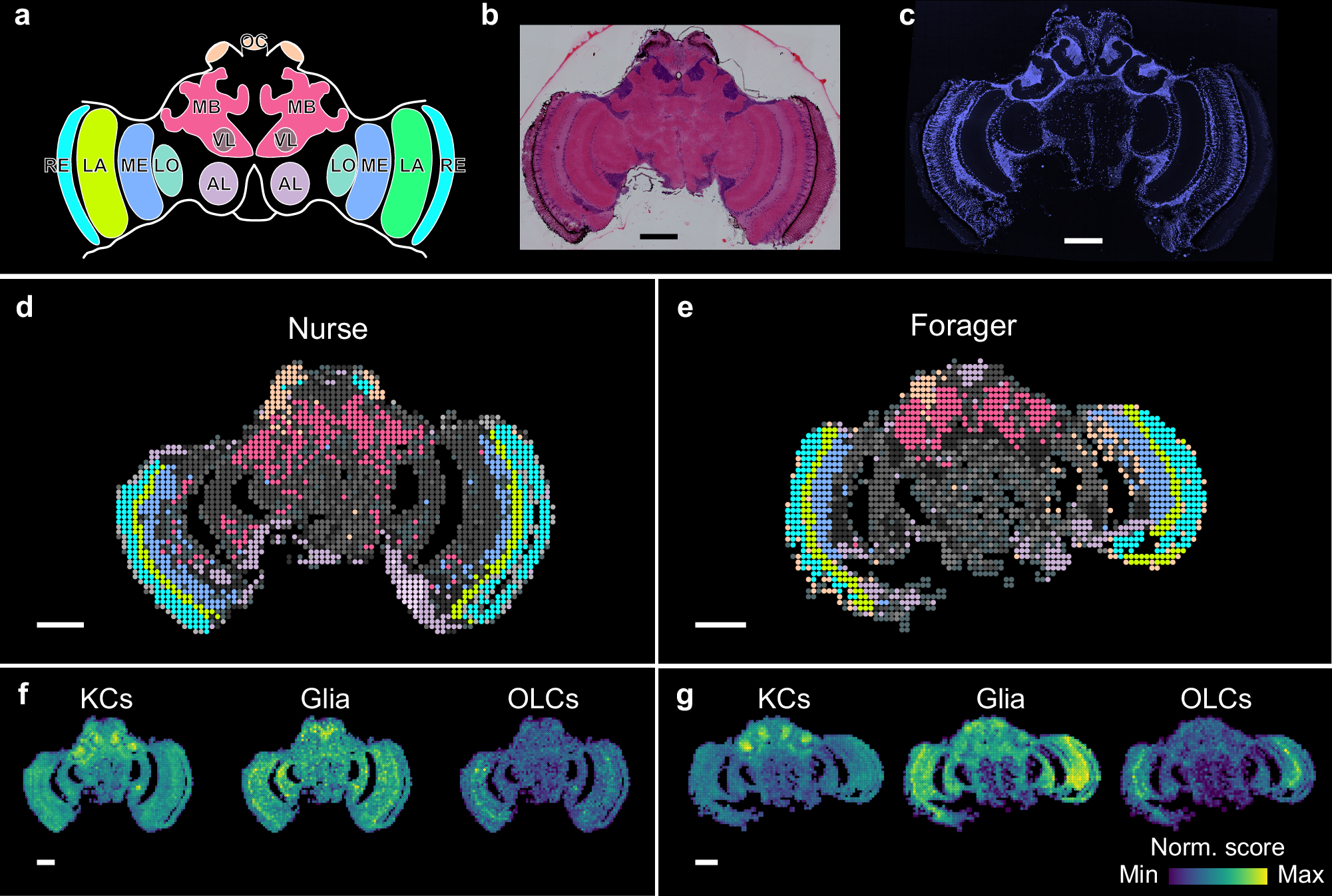 Fig. 2: Spatial transcriptomic atlas of the brain sections of nurse and forager bees revealed subclusters in anatomical regions.