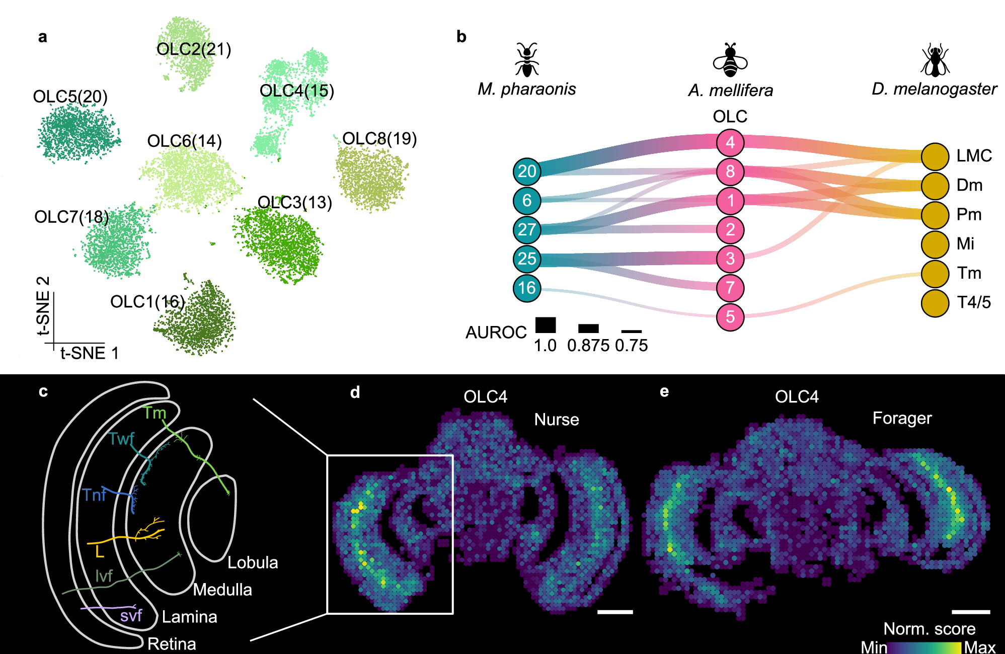 Fig. 4: Subclustering of optic lobe cells from honeybee worker brains.