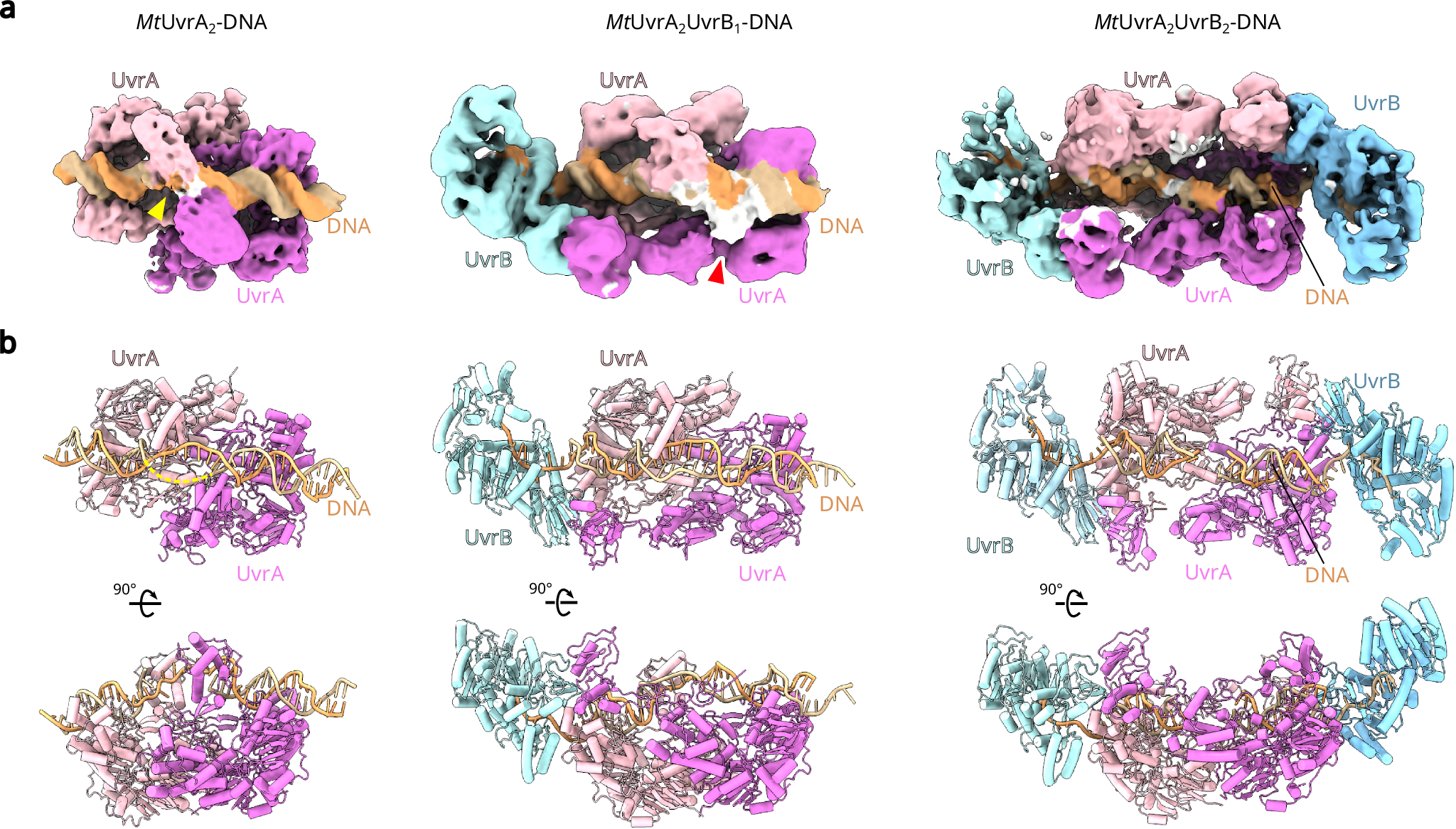 Fig. 2: Cryo-EM structures of MtUvrA2-DNA, MtUvrA2UvrB1-DNA* and MtUvrA2UvrB2-DNA* complexes.