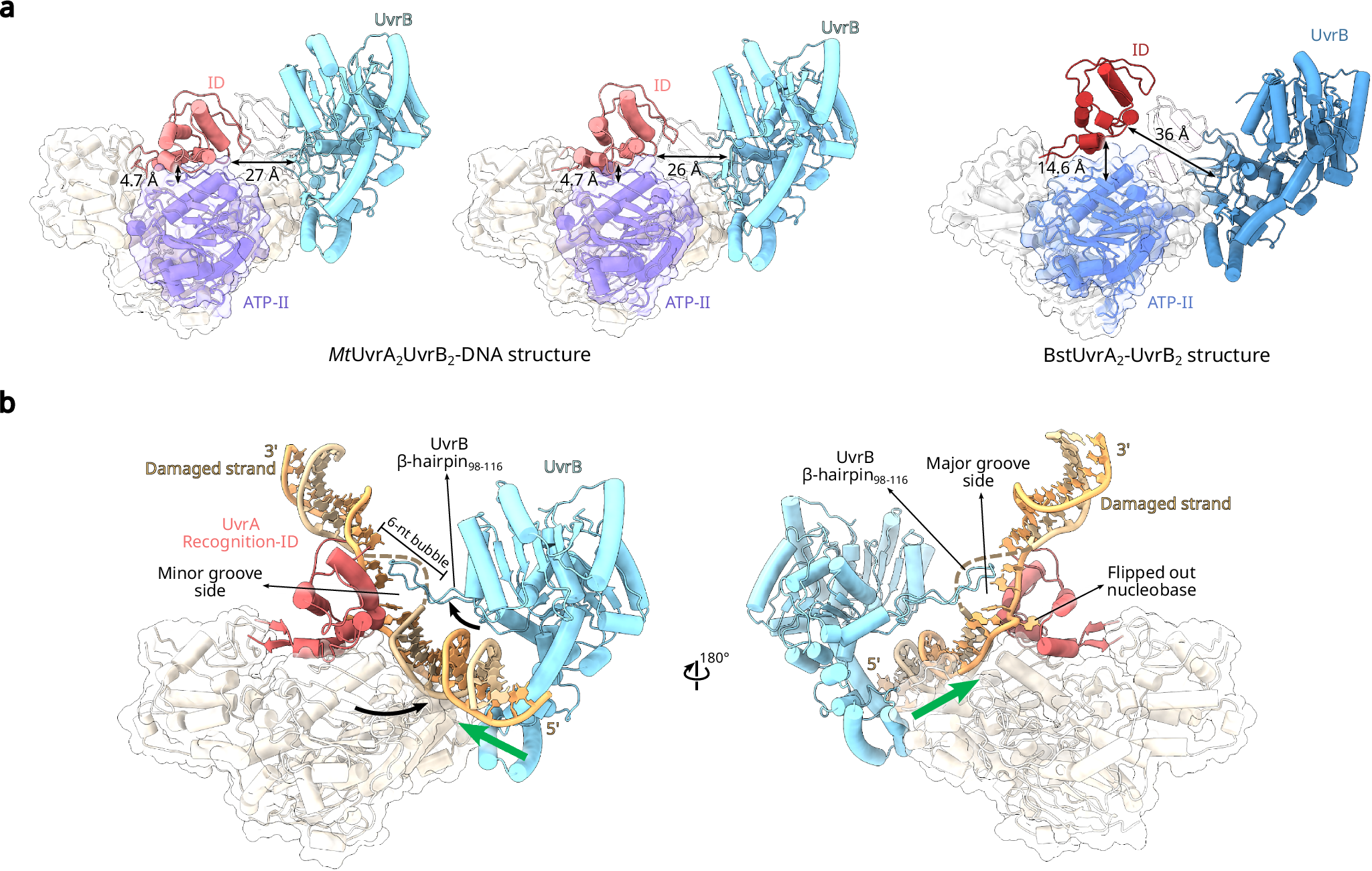 Fig. 6: UvrA ID repositioning over the ATP-binding domain II and close to UvrB could promote the transfer of the lesion from UvrA to UvrB.