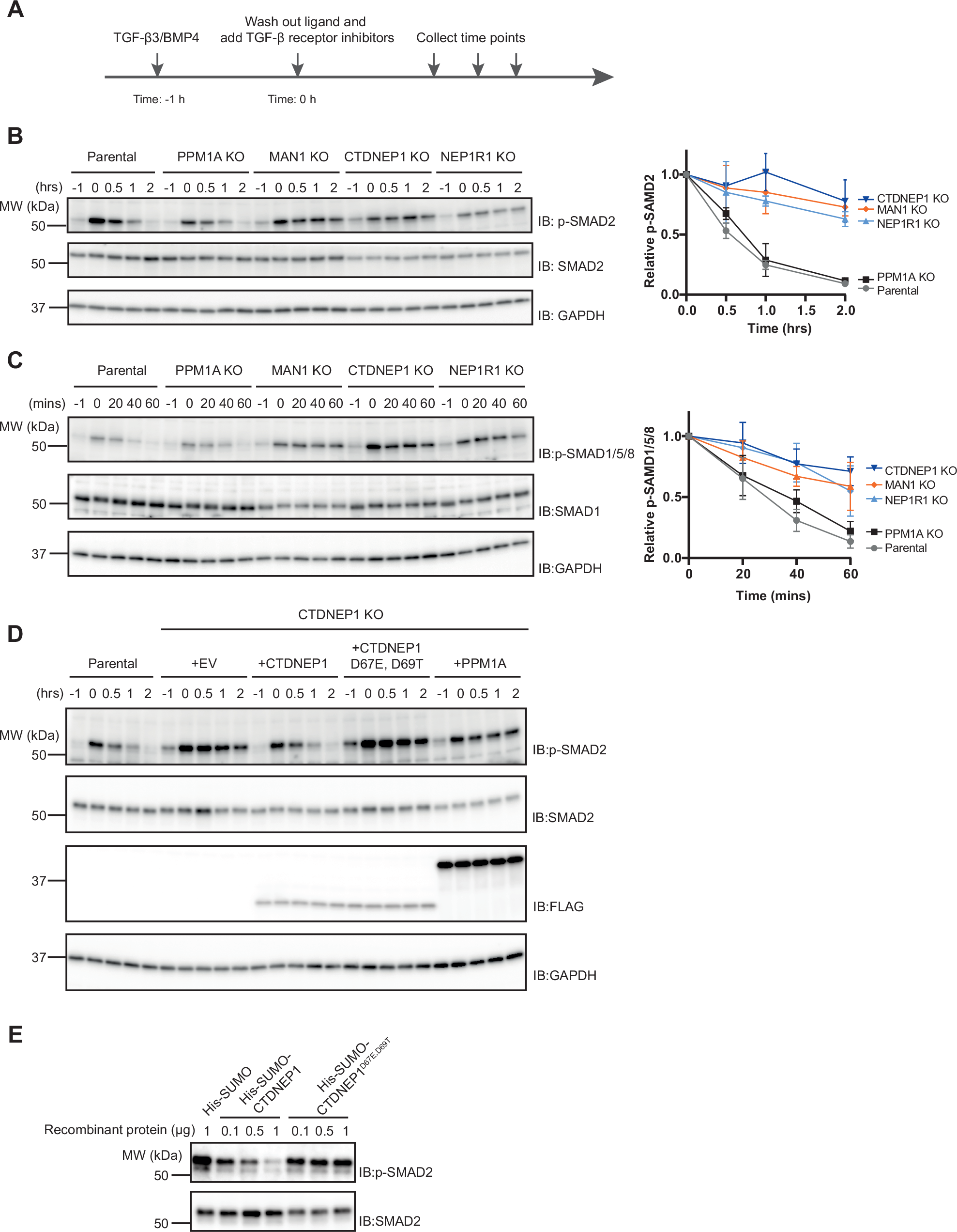 Fig. 2: R-SMAD dephosphorylation requires MAN1 and the CTDNEP1-NEP1R1 phosphatase.