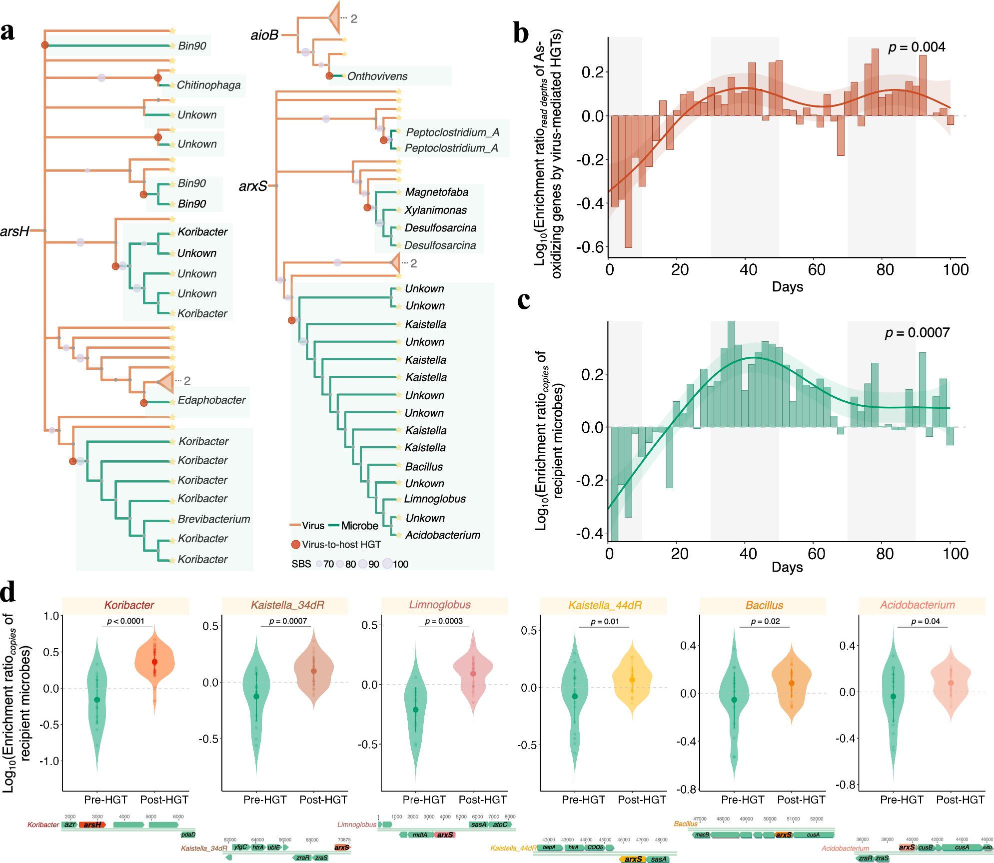 Fig. 4: Profiles of horizontal transfer of As-oxidizing genes mediated by viruses in the rhizosphere.