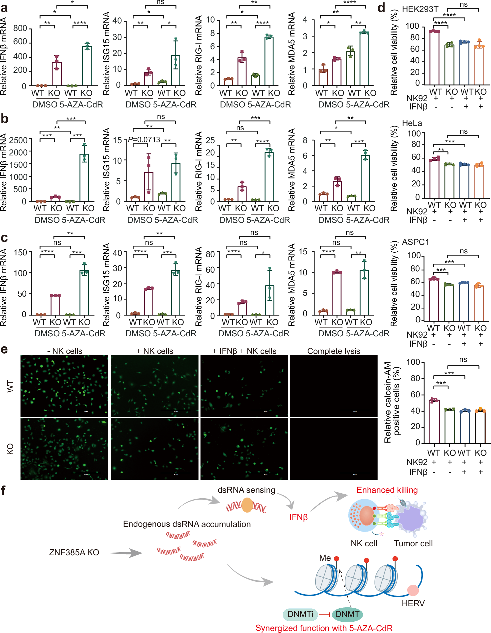 Fig. 8: ZNF385A depletion enhanced the IFN-activating effects of 5-AZA-CdR and natural killer cell-mediated cytotoxicity.