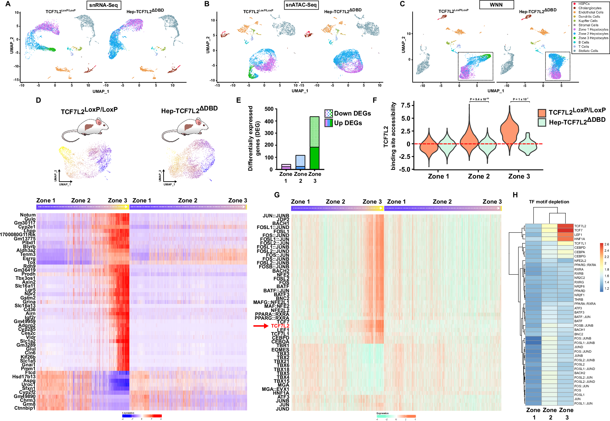 Fig. 4: Transcriptional inactivation of TCF7L2 eliminates zone 3 gene expression.