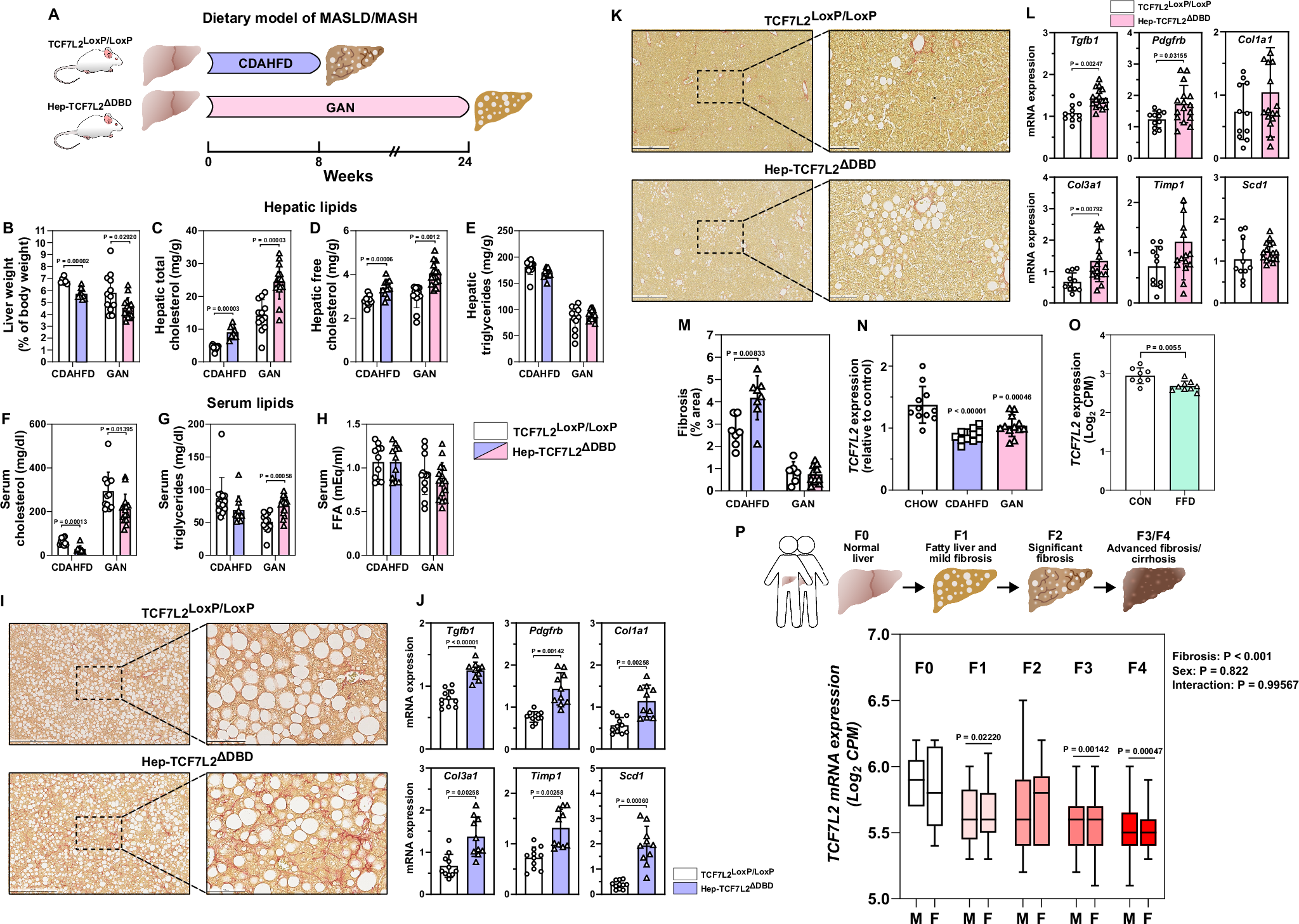 Fig. 6: Hep-TCF7L2ΔDBD mice are susceptible to dietary-induced hepatic fibrosis.