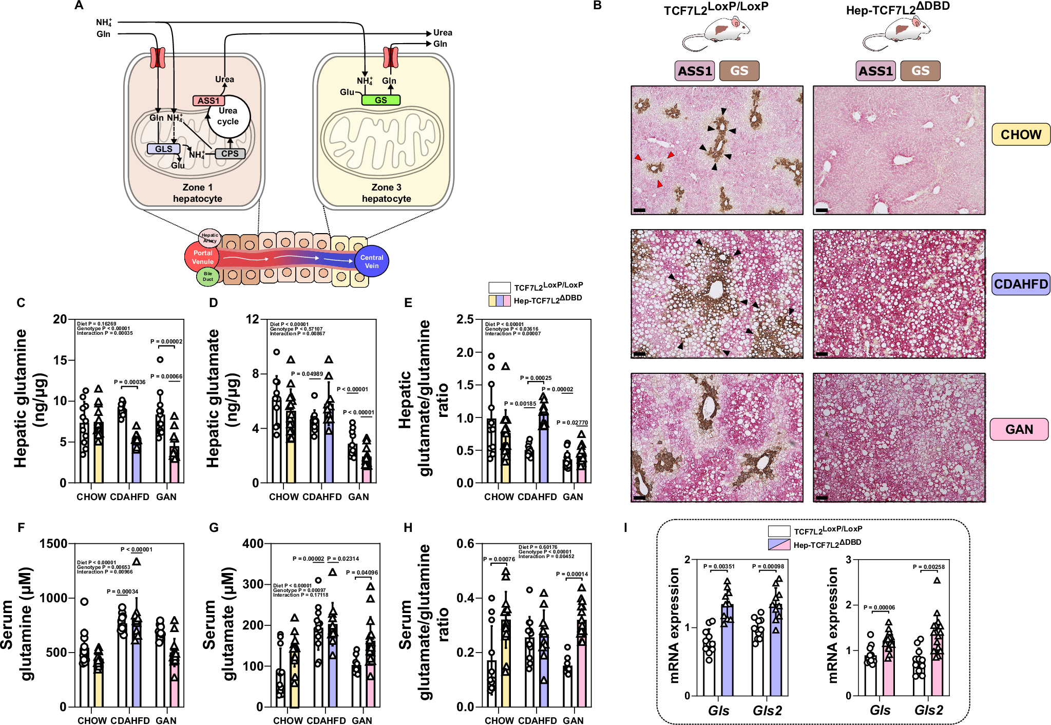 Fig. 7: Zonated pathways linked to ammonia detoxification are disrupted in Hep-TCF7L2ΔDBD mice.