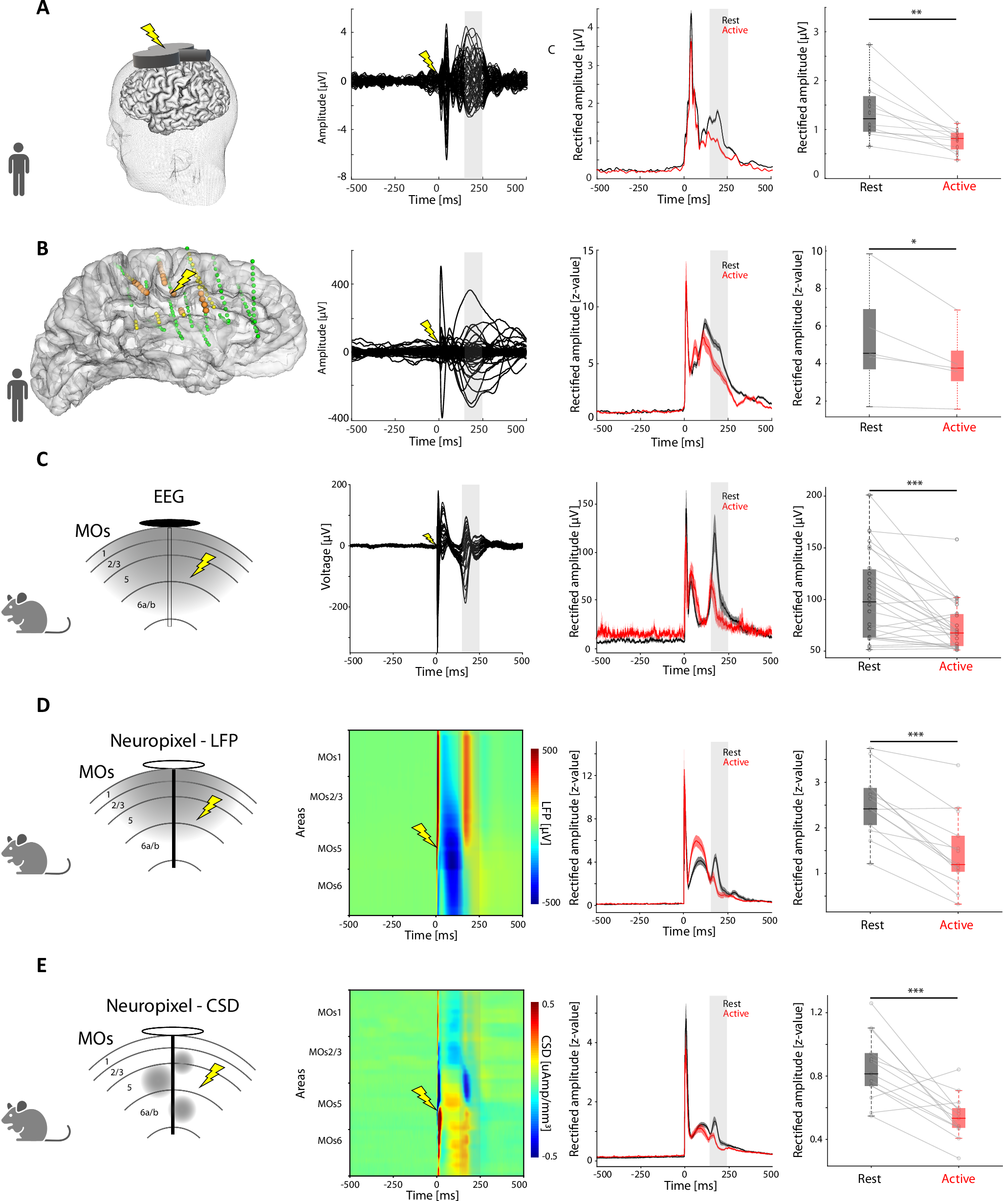 Fig. 1: Behavioral-state-dependent modulation of cortico-thalamo-cortical responses evoked by the electrical and magnetic stimulation of MOs in premotor cortex in humans and mice.