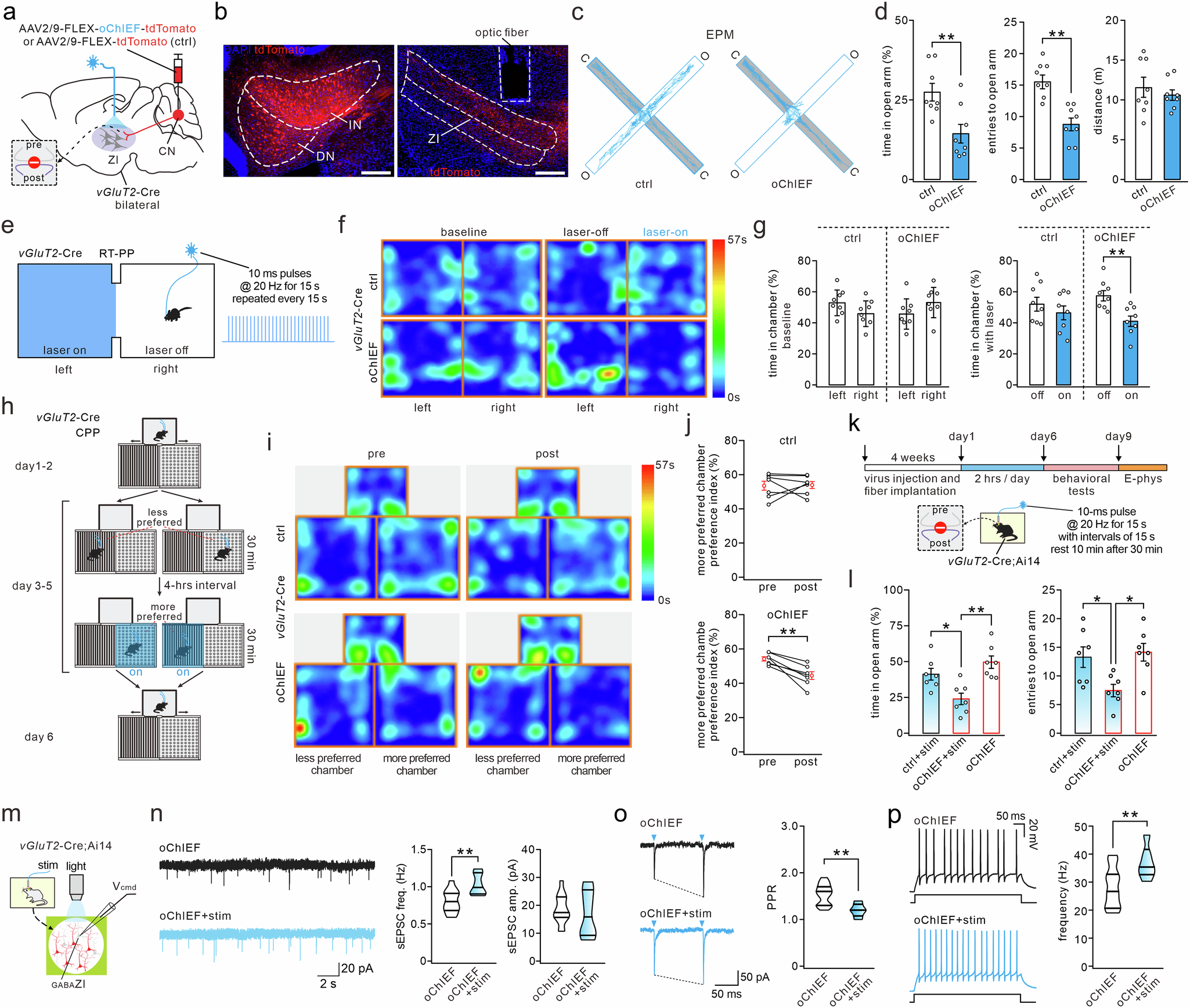 Fig. 4: Photoactivation of CNGLU → ZI circuit induces anxiety and aversion.