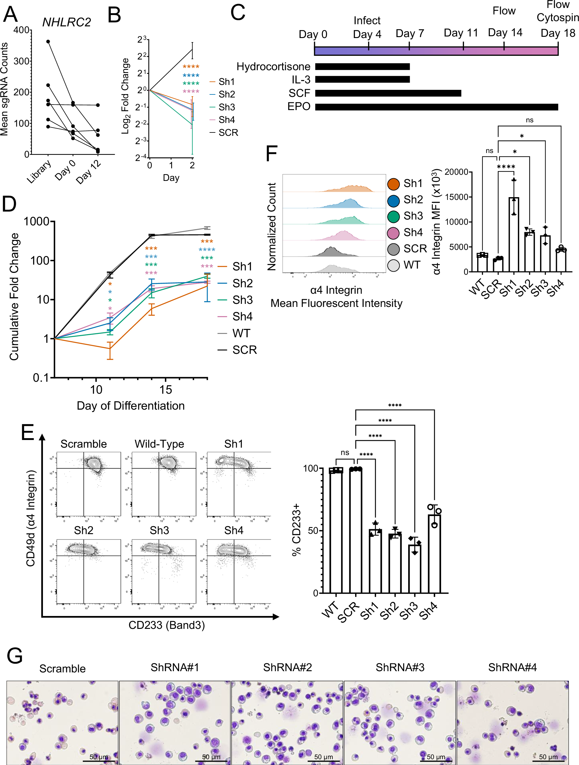 Fig. 4: NHLRC2 is required for erythroid differentiation.