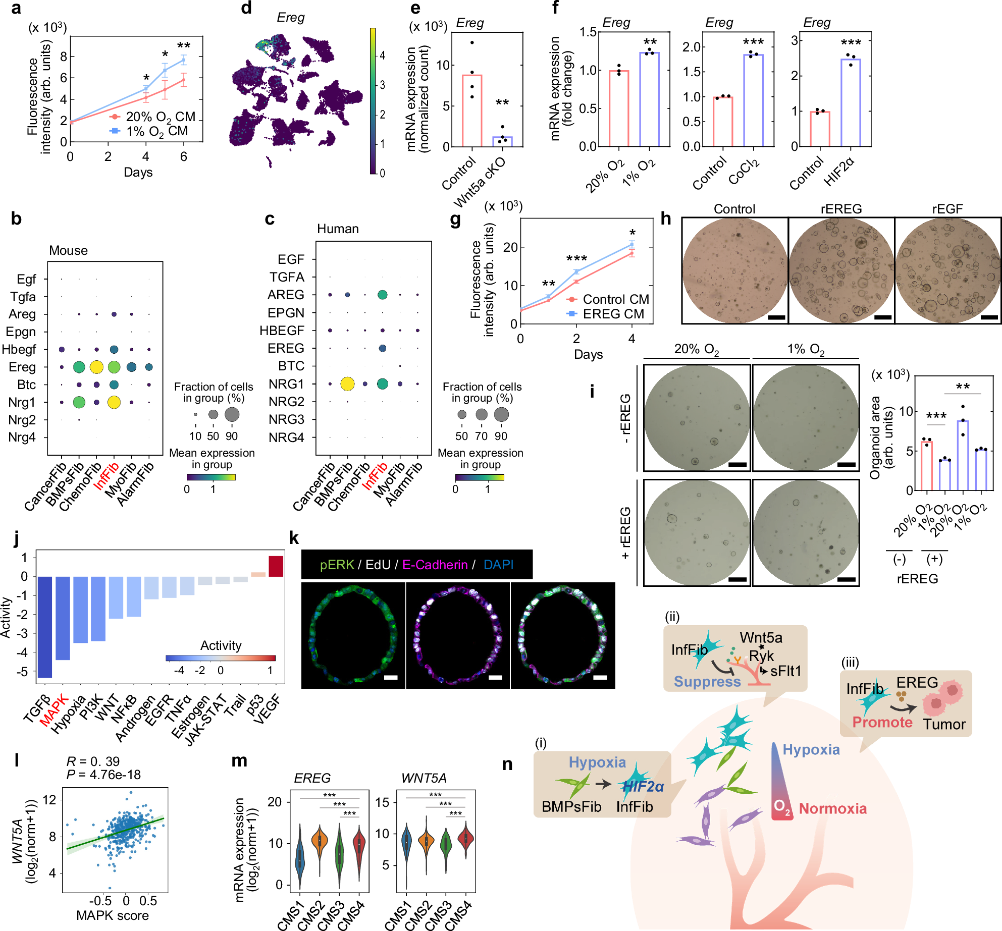 Fig. 10: Pro-tumorigenic role of EREG secreted from InfFib.