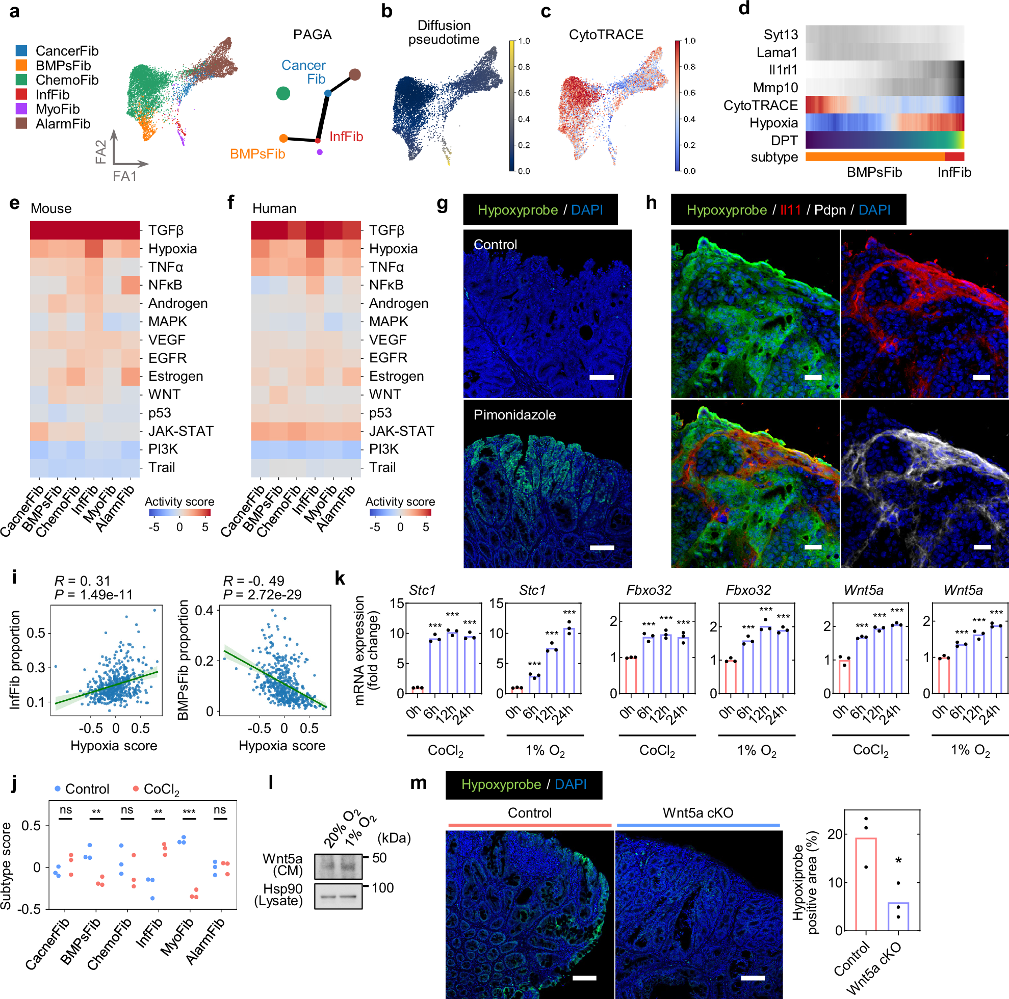 Fig. 6: Induction of InfFib and Wnt5a expression via hypoxia.