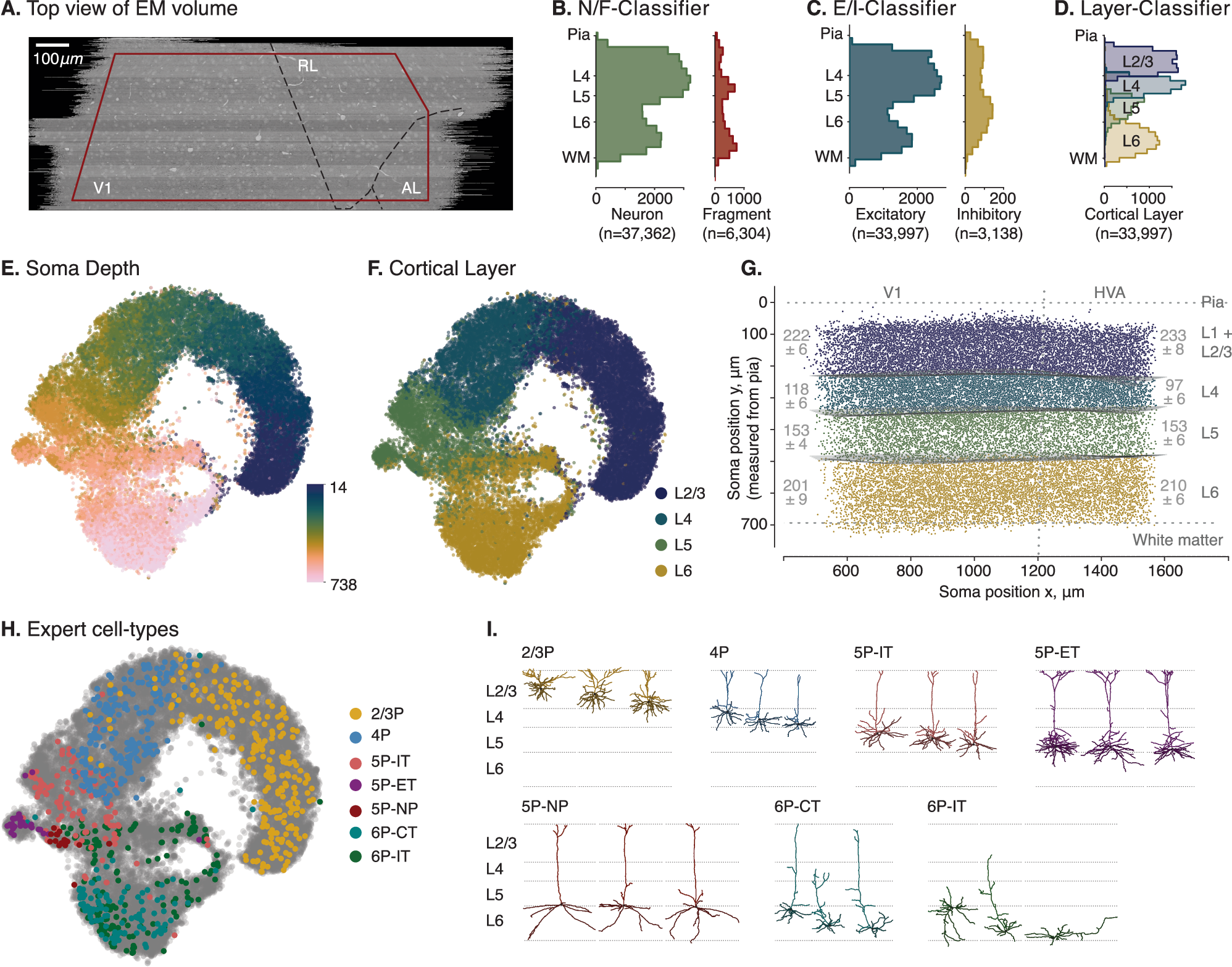 Fig. 2: Visualization of soma depths and cortical layer assignments of excitatory neuronal morphologies showing mostly a continuum with distinct clusters only in deeper layers.