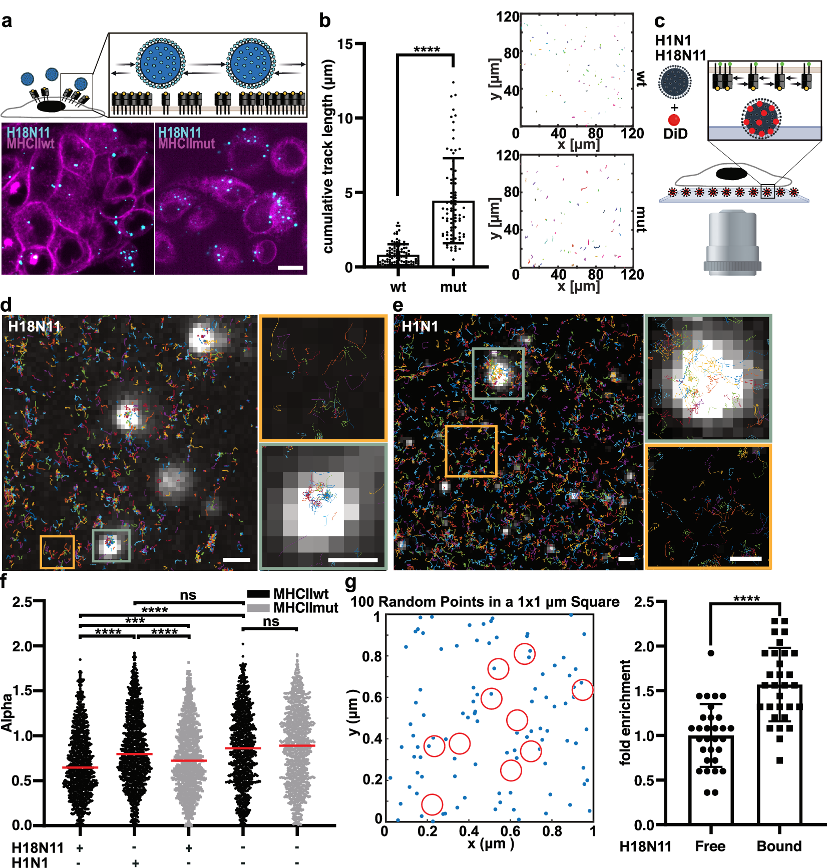 Fig. 4: MHCII is enriched underneath H18N11 viral particle upon attachment.