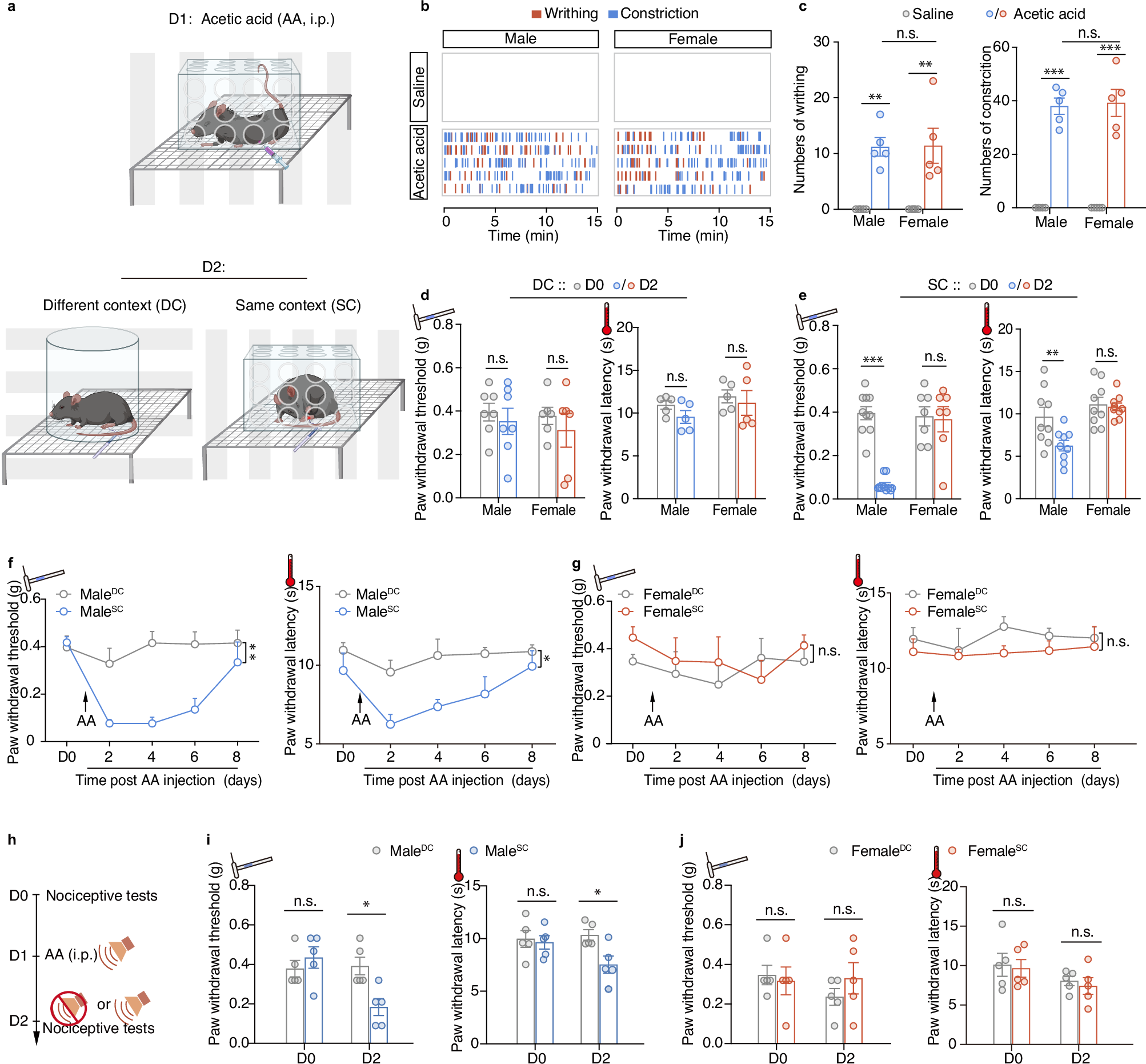 Fig. 1: Contextual pain hypersensitivity in response to pain conditioning in male, but not female, mice.