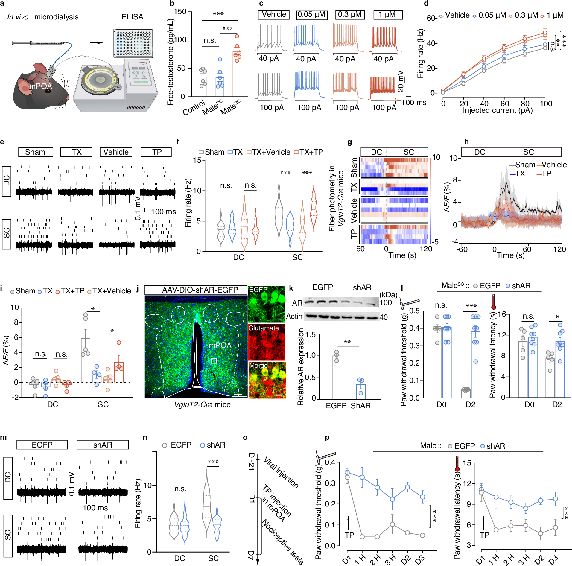 Fig. 5: Effects of androgen receptor on contextual pain hypersensitivity.