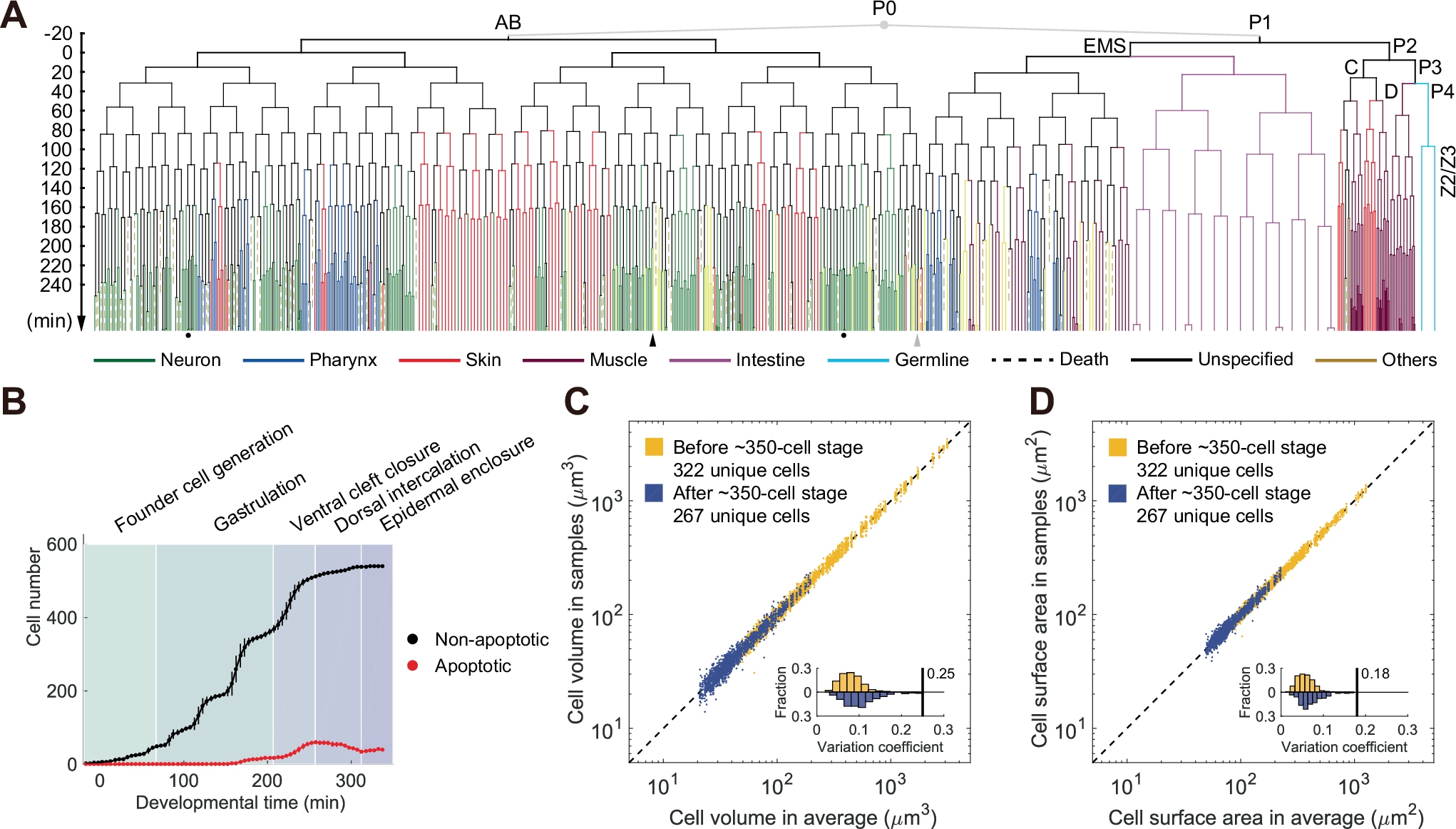 Fig. 2: Statistics of the cells with resolved cell lineage and morphology up to the 550-cell stage of C. elegans embryogenesis.
