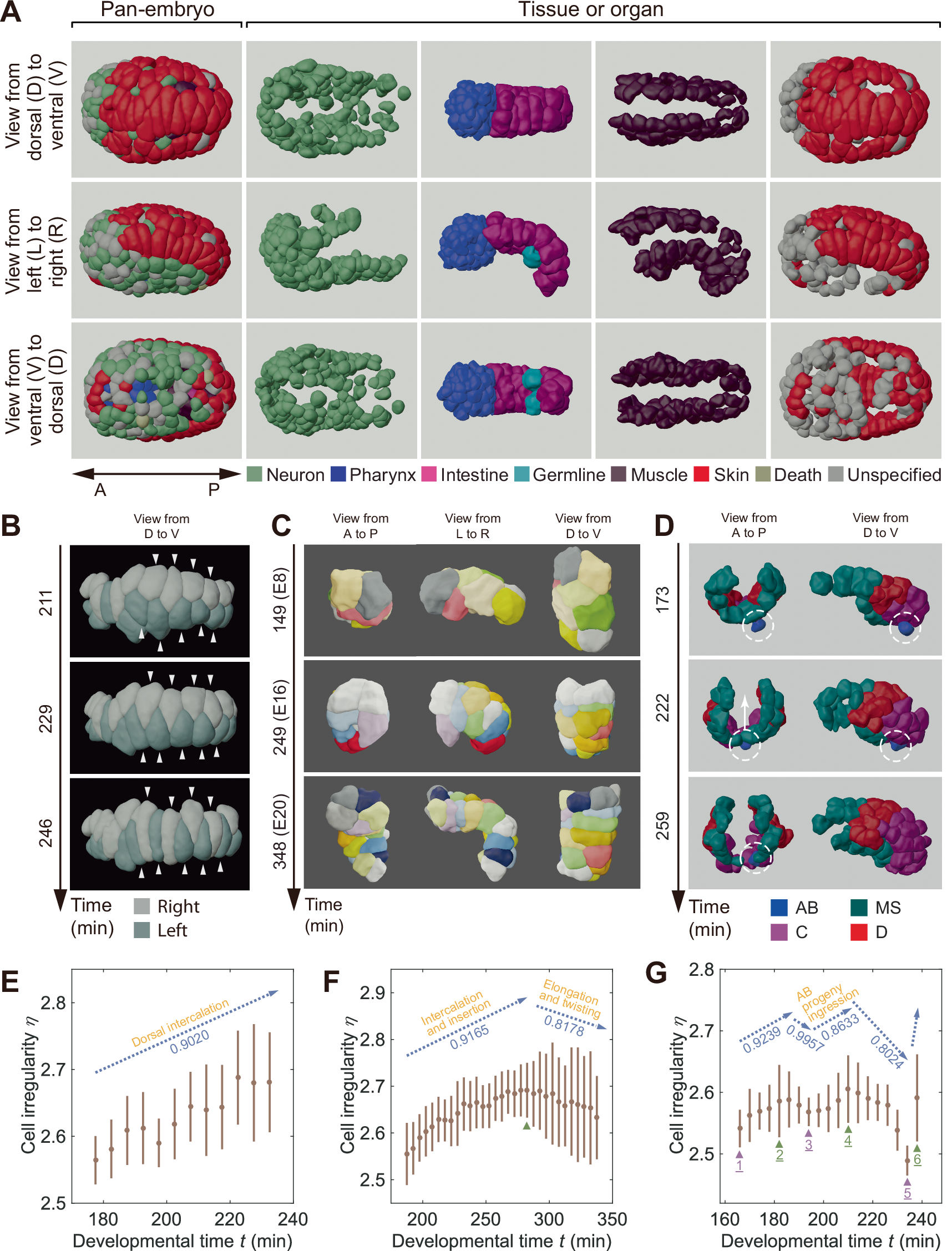 Fig. 3: Cell shape dynamics across tissue formation and organogenesis during late embryogenesis.