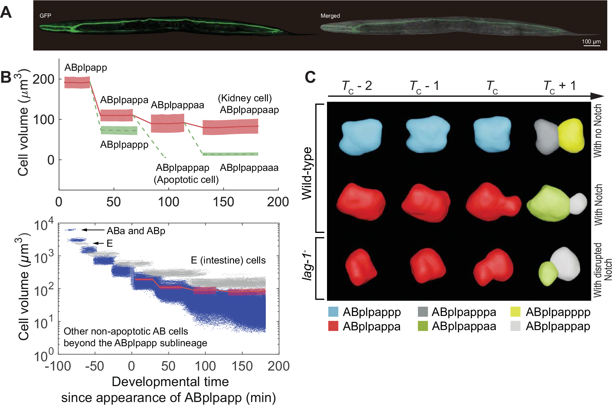 Fig. 5: Consecutive asymmetric divisions in terms of cell volume lead to a disproportionately large size of the excretory cell, ABplpappaap.