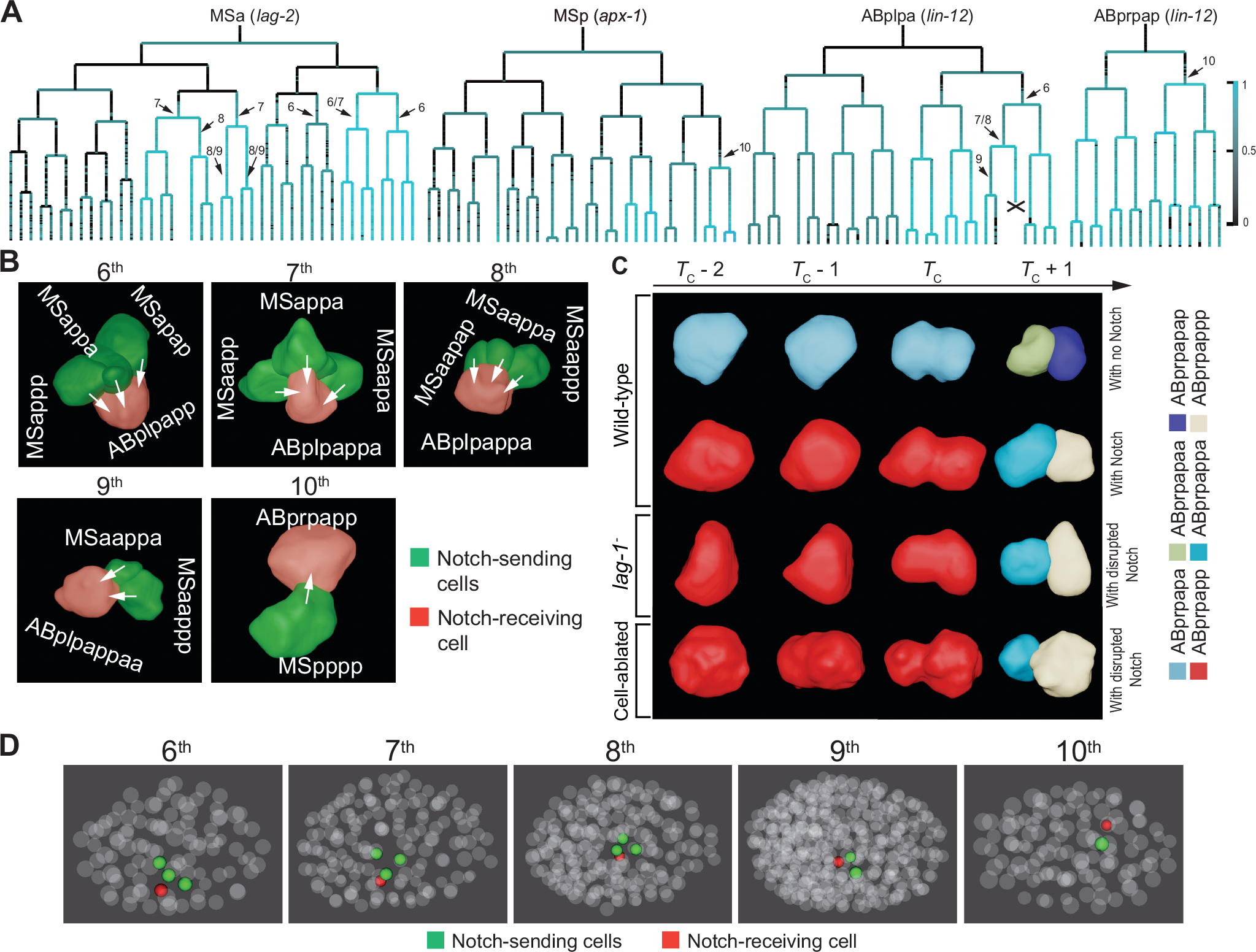 Fig. 6: Identification of new Notch signaling interactions with size effect on the excretory cell progenitors and a symmetric cell.