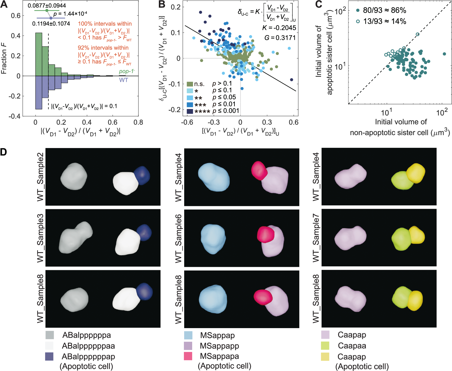 Fig. 7: Multiple mechanisms contribute to the cell volume asymmetry between daughter cells.
