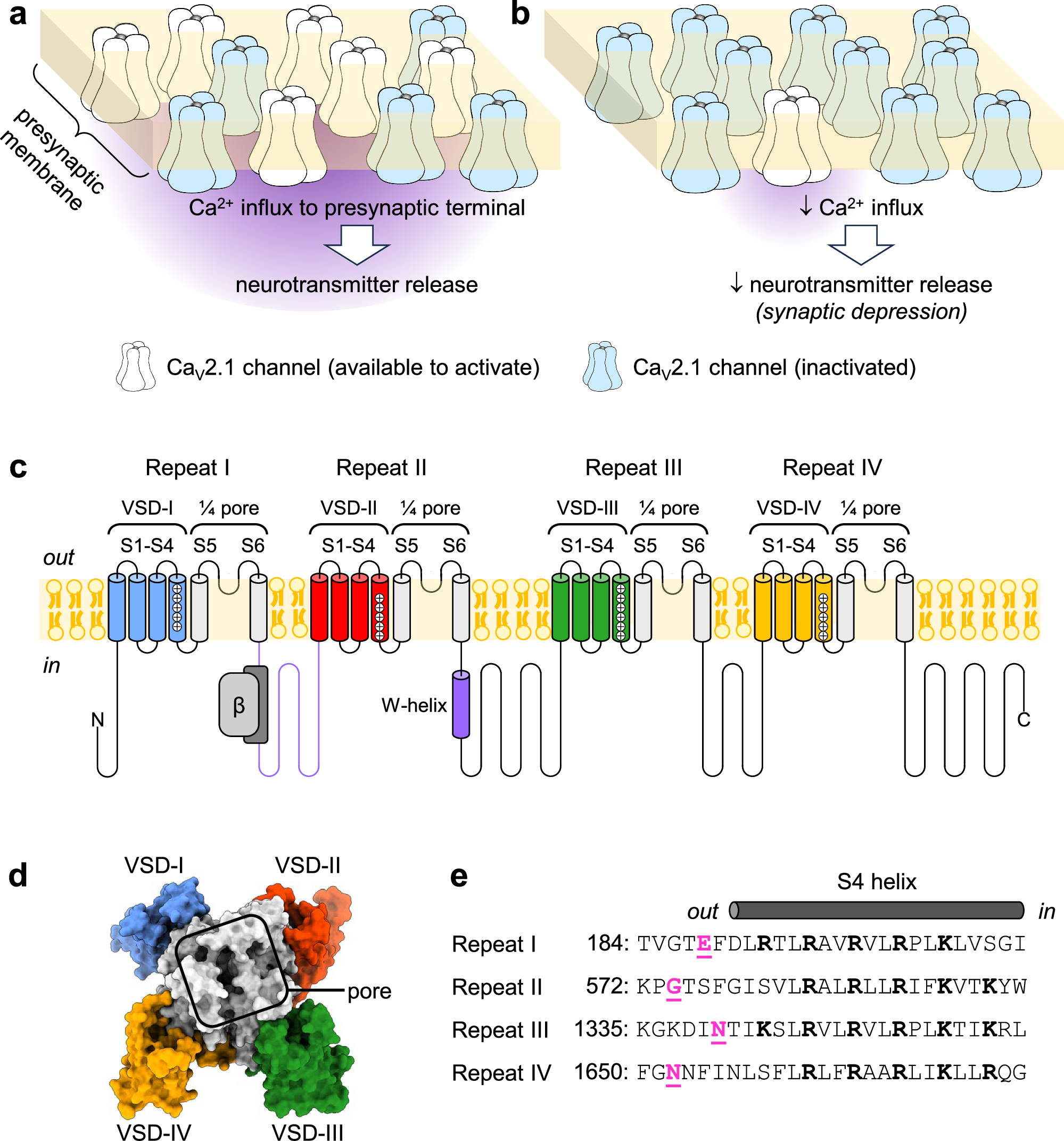 分子の「記憶」機構が記憶形成に寄与することを発見(How molecules can ‘remember’ and contribute to memory)