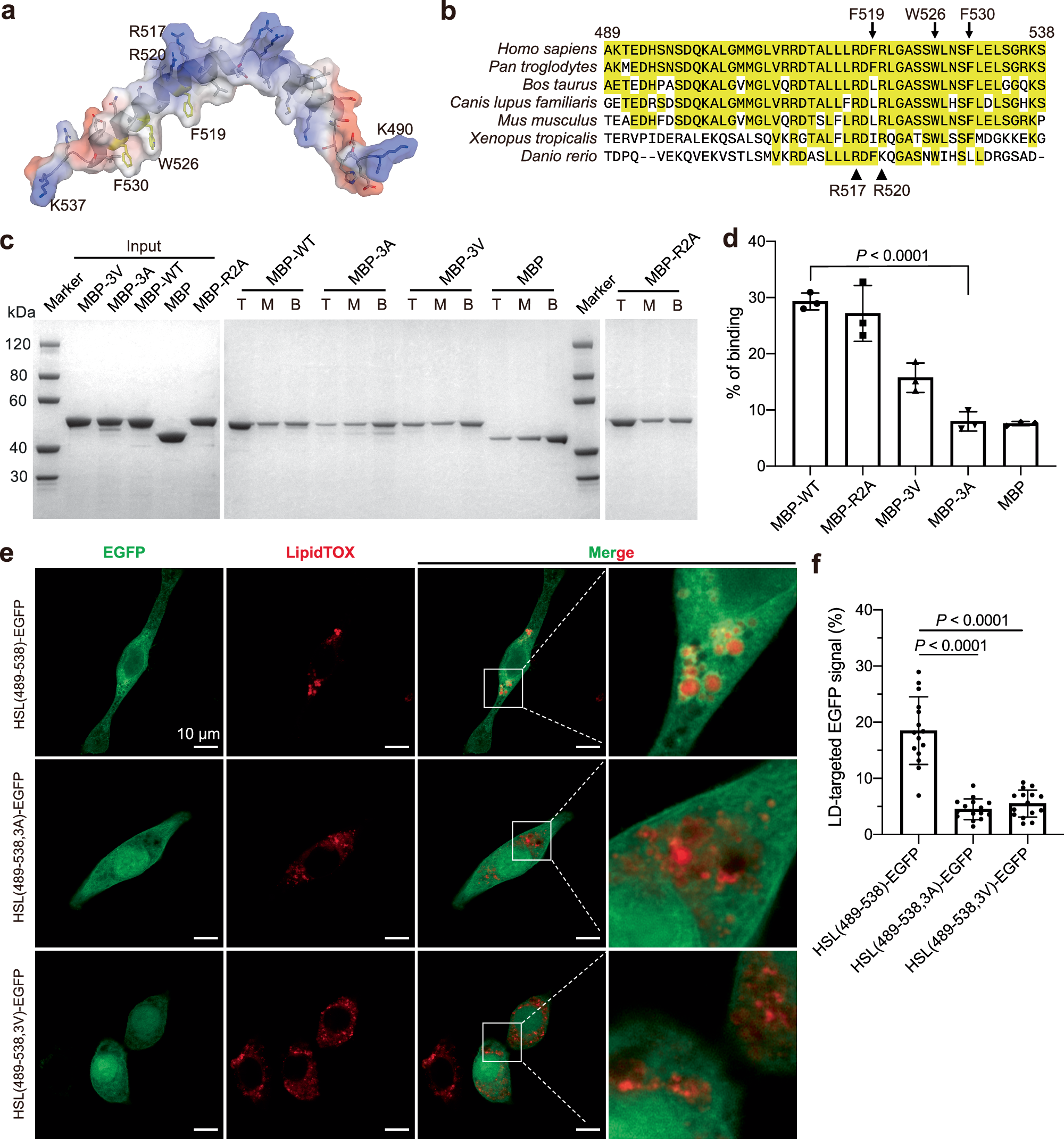 Fig. 6: Identification of the key residues in the H-motif.