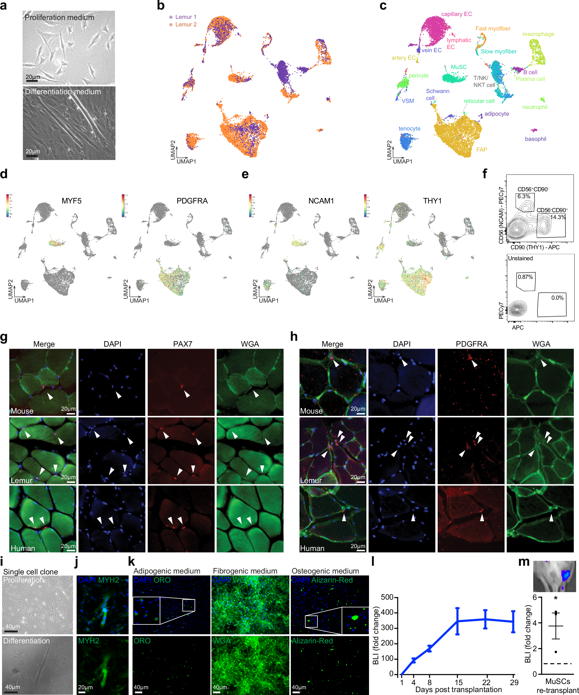 Fig. 1: Identification of myogenic and mesenchymal stem cell/progenitor populations from mouse lemur skeletal muscle.