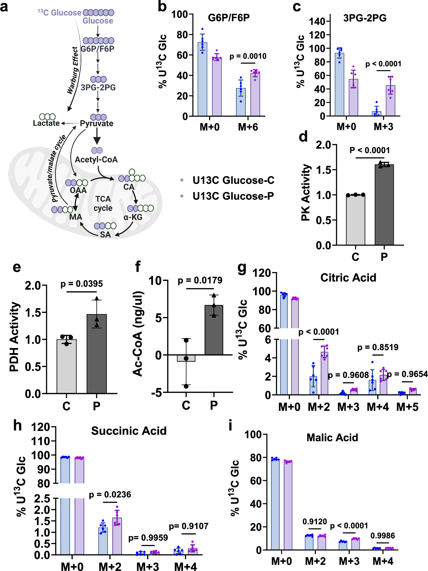 Fig. 2: Glucose contribution to TCA cycle metabolites in oHSV-infected cells.