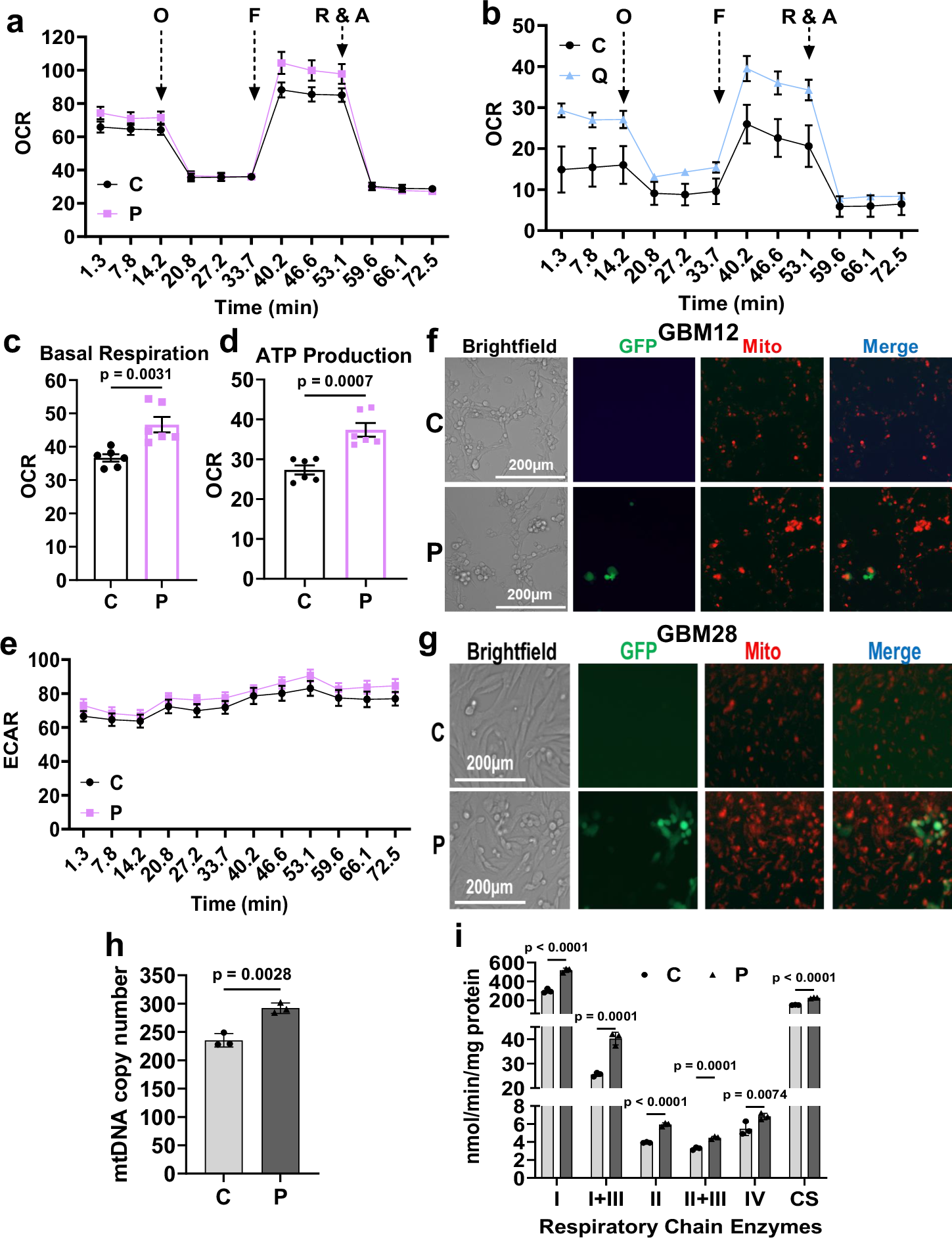 Fig. 3: Increased mitochondria activity in oHSV-infected GBM cells.