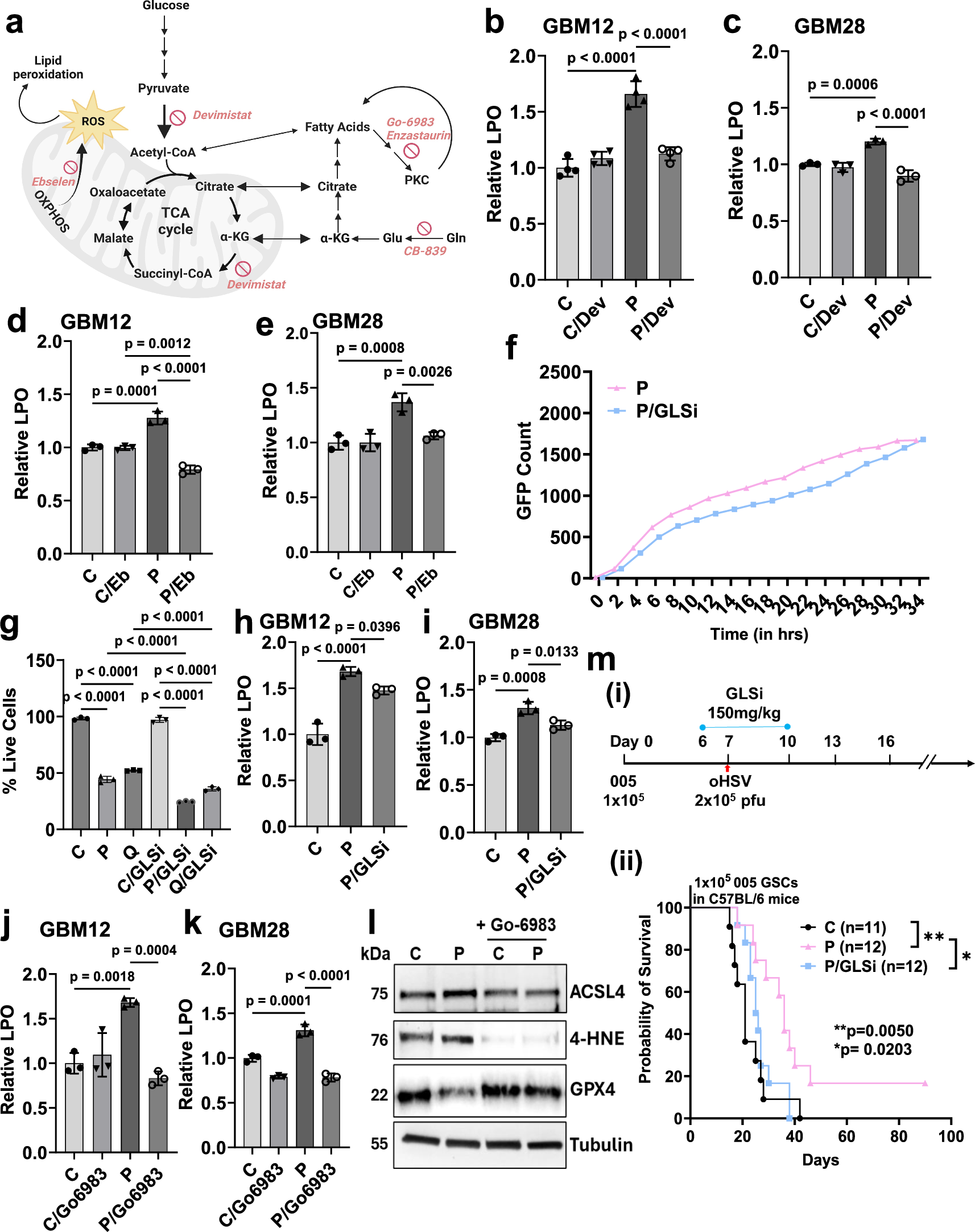 Fig. 6: Determinants of oHSV-induced ferroptosis in gliomas.