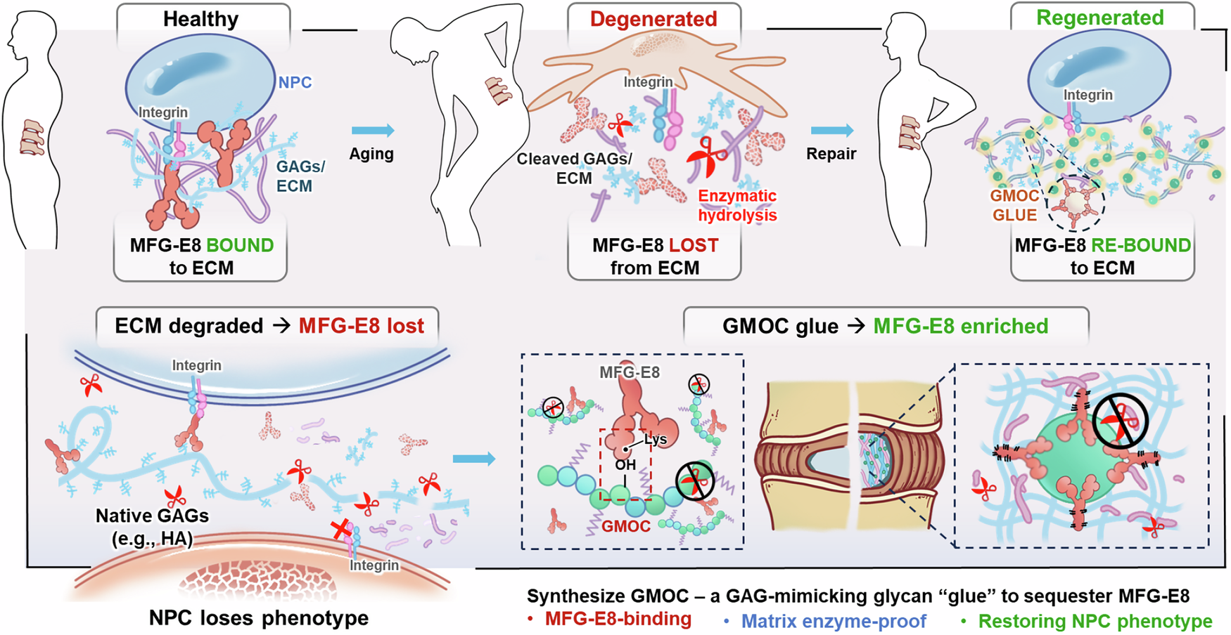 Fig. 1: Design of a glycan glue for the damaged ECM of the NP tissue under IDD.