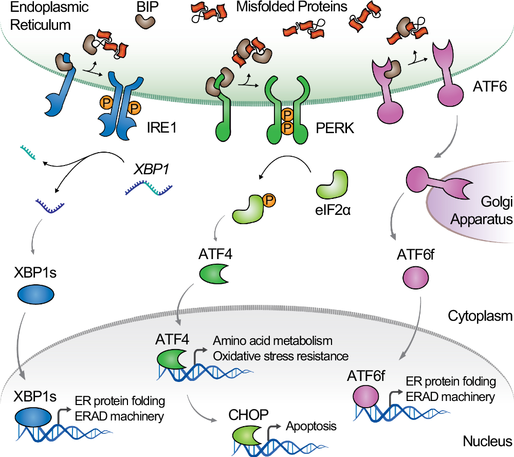 Feedback-responsive cell factories for dynamic modulation of the unfolded  protein response | Nature Communications