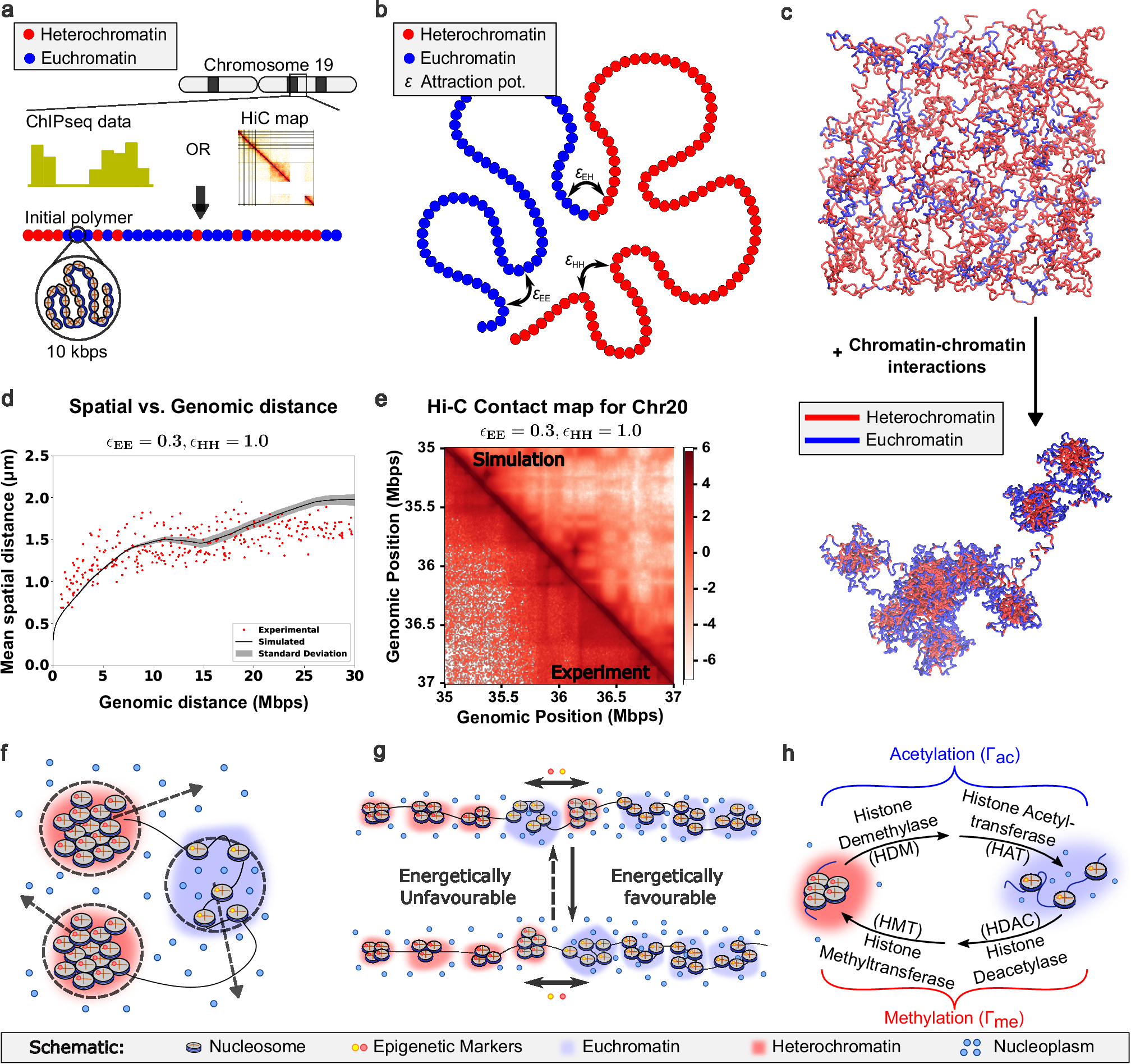 Fig. 1: Polymer model based on experimentally obtained inputs and biologically relevant dynamics.
