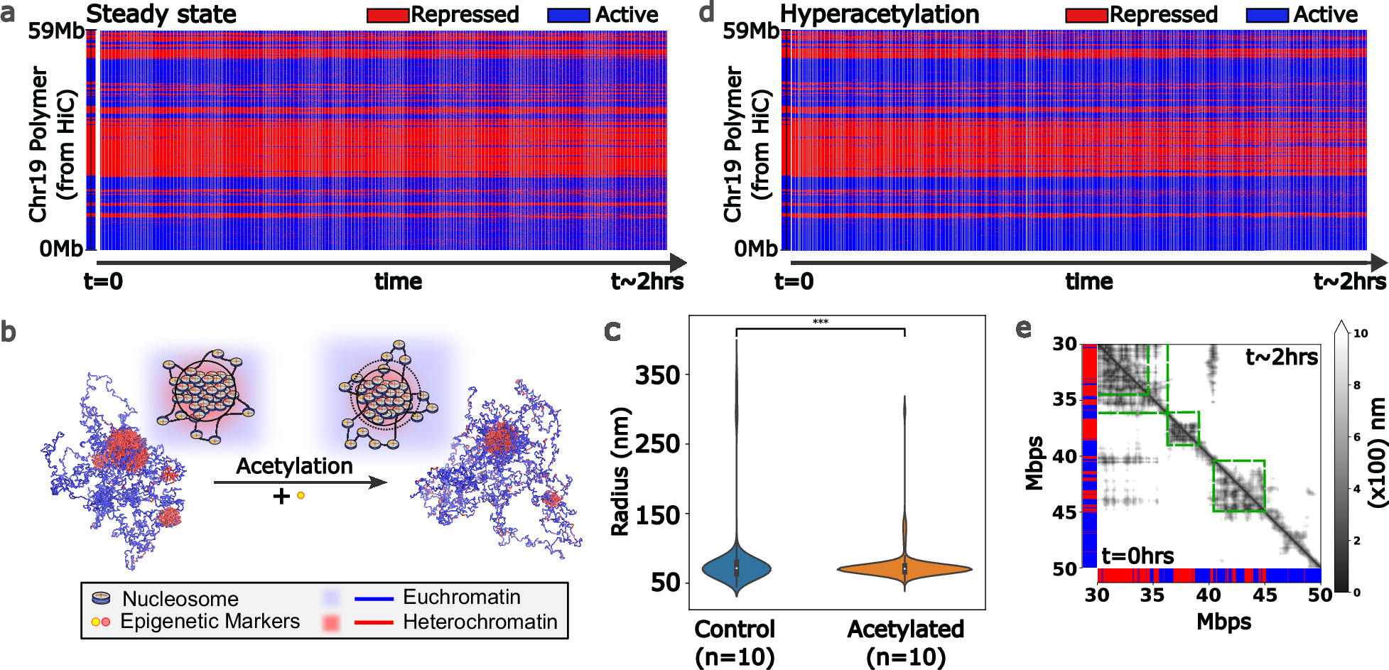 Fig. 3: Effects of changing the concentrations of histone epigenetic remodelers on chromatin.
