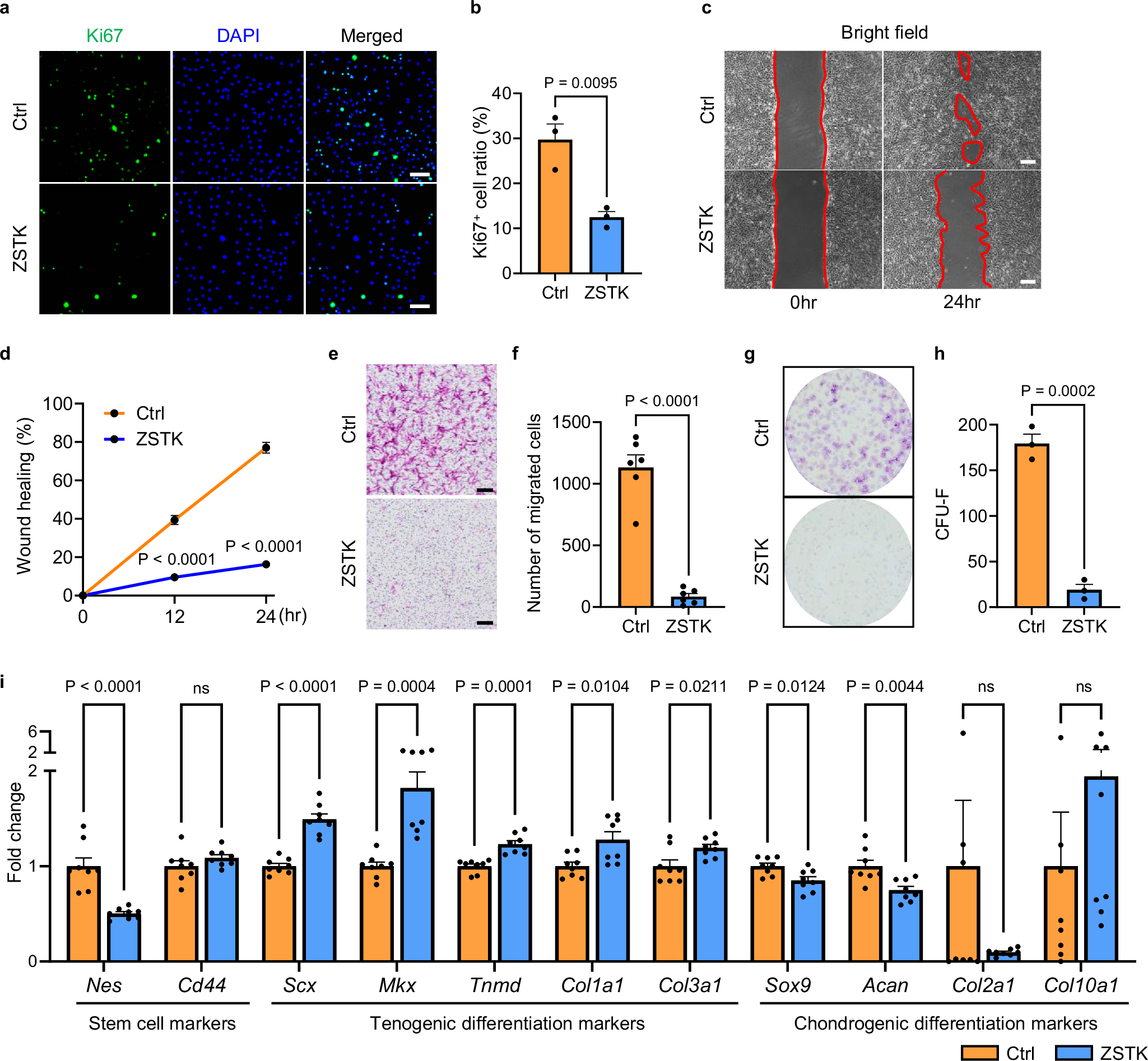 Fig. 2: PI3K-Akt signalling is involved in the proliferation, migration, stemness, and tenogenic differentiation of tenocytes in vitro.